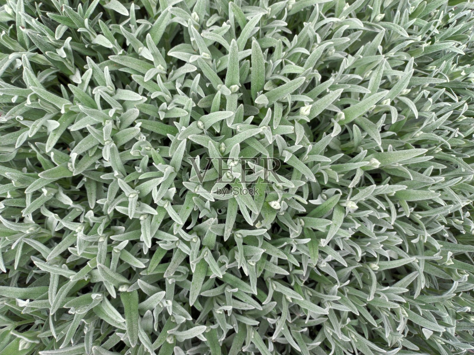 自然绿叶墙热带森林植物纹理，黑色背景。照片摄影图片