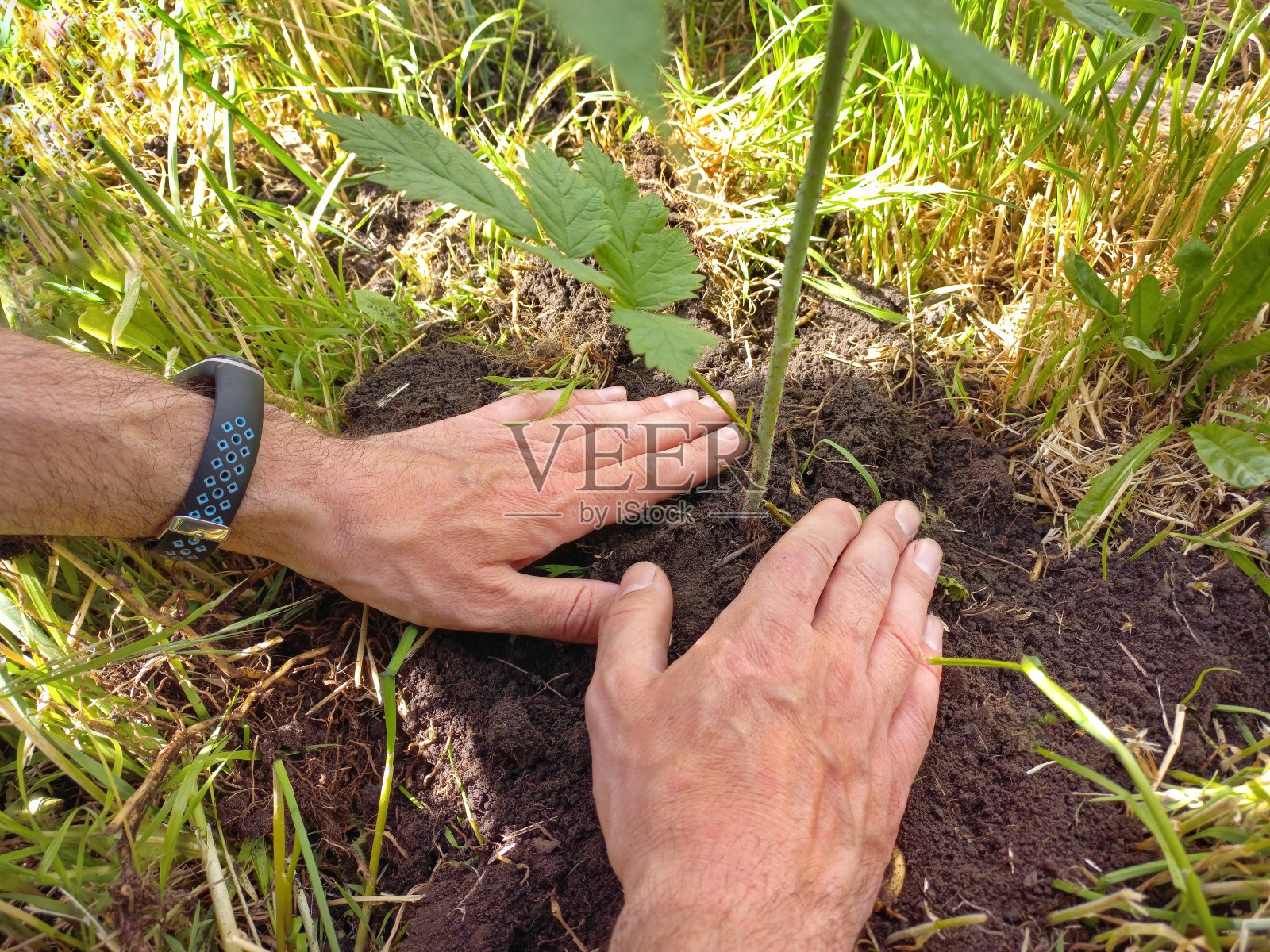 人栽一棵树，手用锹掘地，自然、环境、生态理念照片摄影图片
