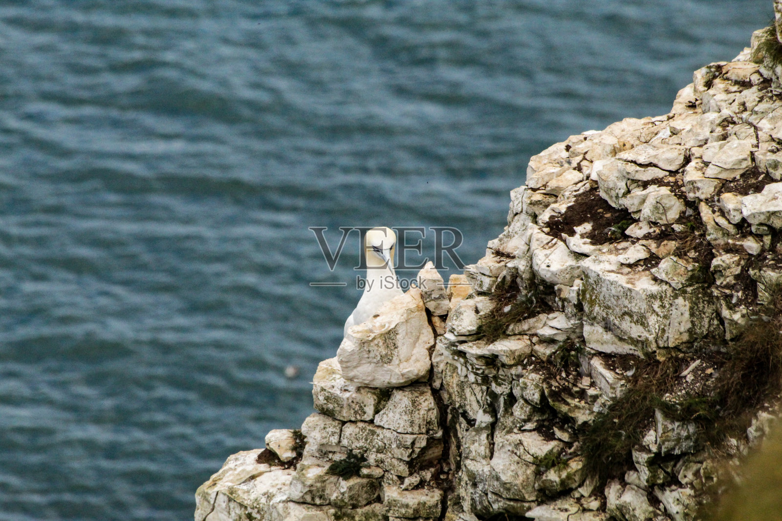 甘尼特栖息在悬崖上照片摄影图片