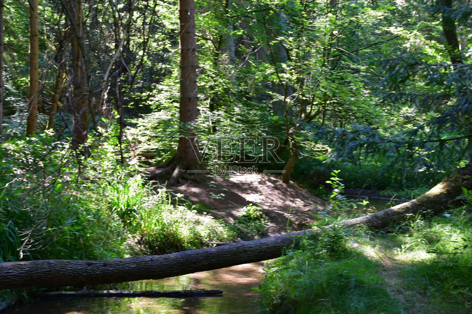 美丽的风景在Röthenbachklamm在弗兰科尼亚照片摄影图片