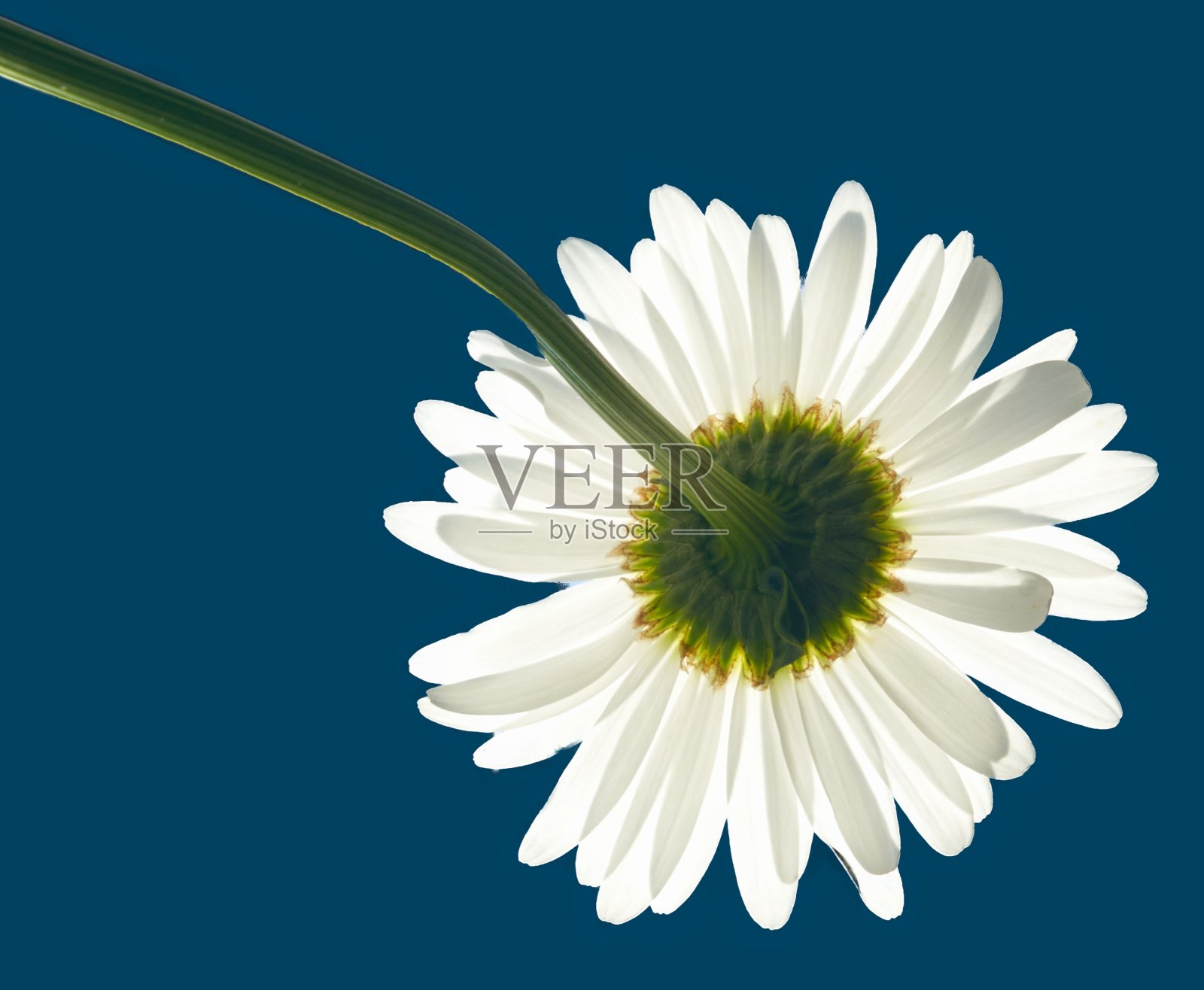 洋甘菊花生长在蓝色的背景照片摄影图片