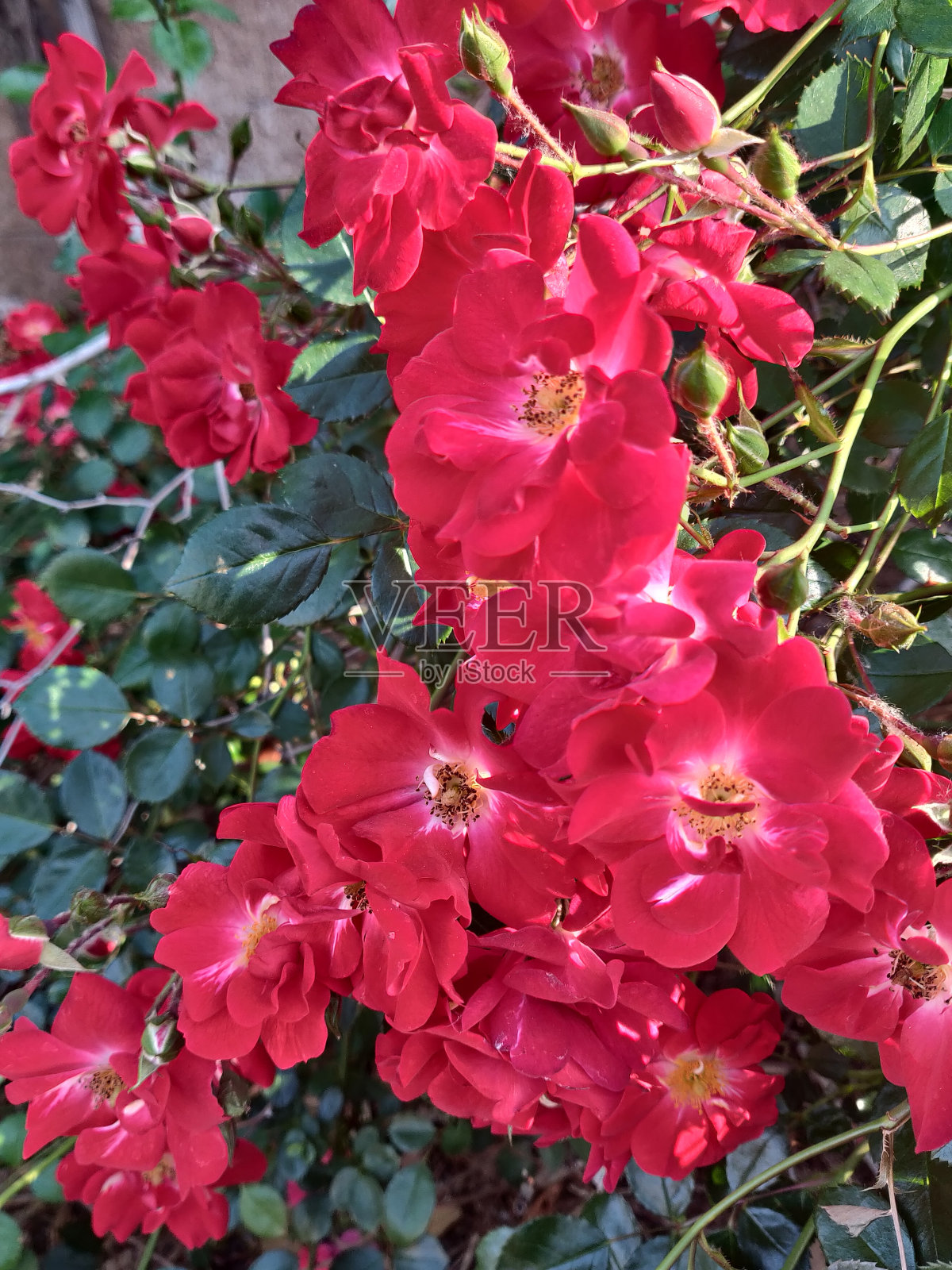 红玫瑰灌木1照片摄影图片