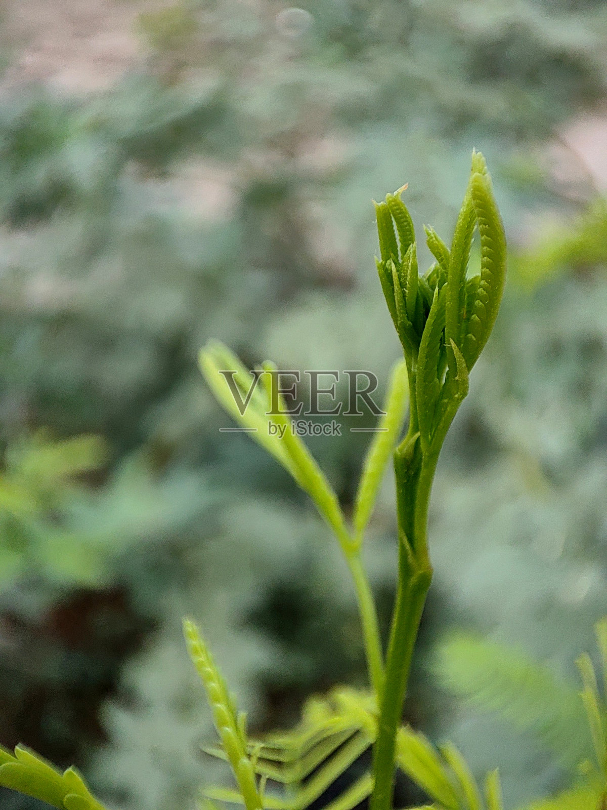 巴布尔叶， 塞内加尔 塞内加尔照片摄影图片