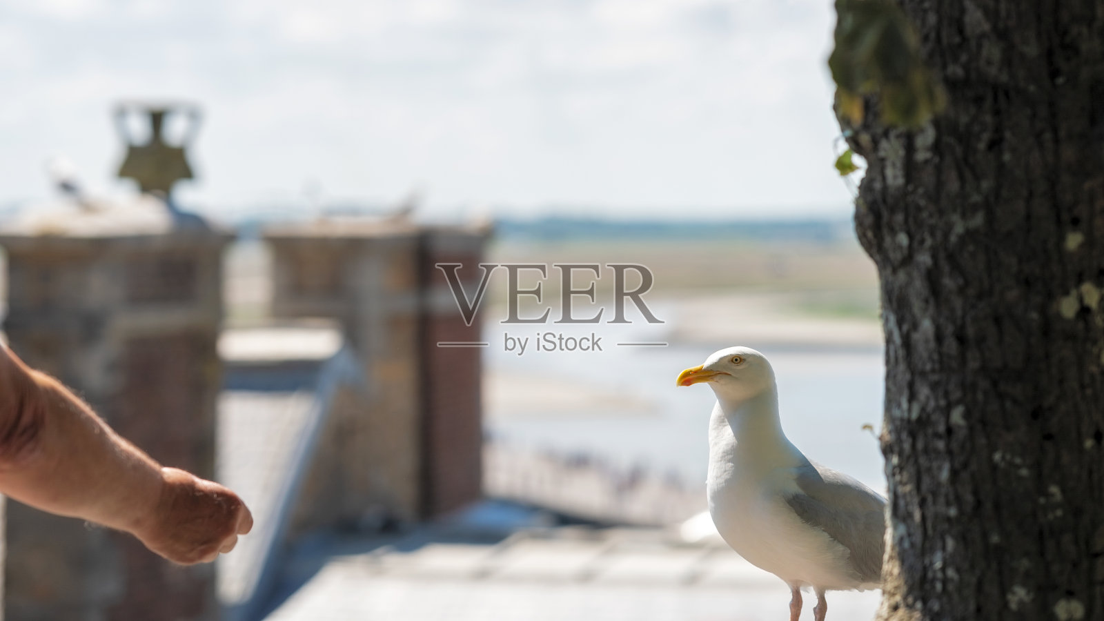 阳光灿烂的日子，海鸥等待着人们的食物照片摄影图片