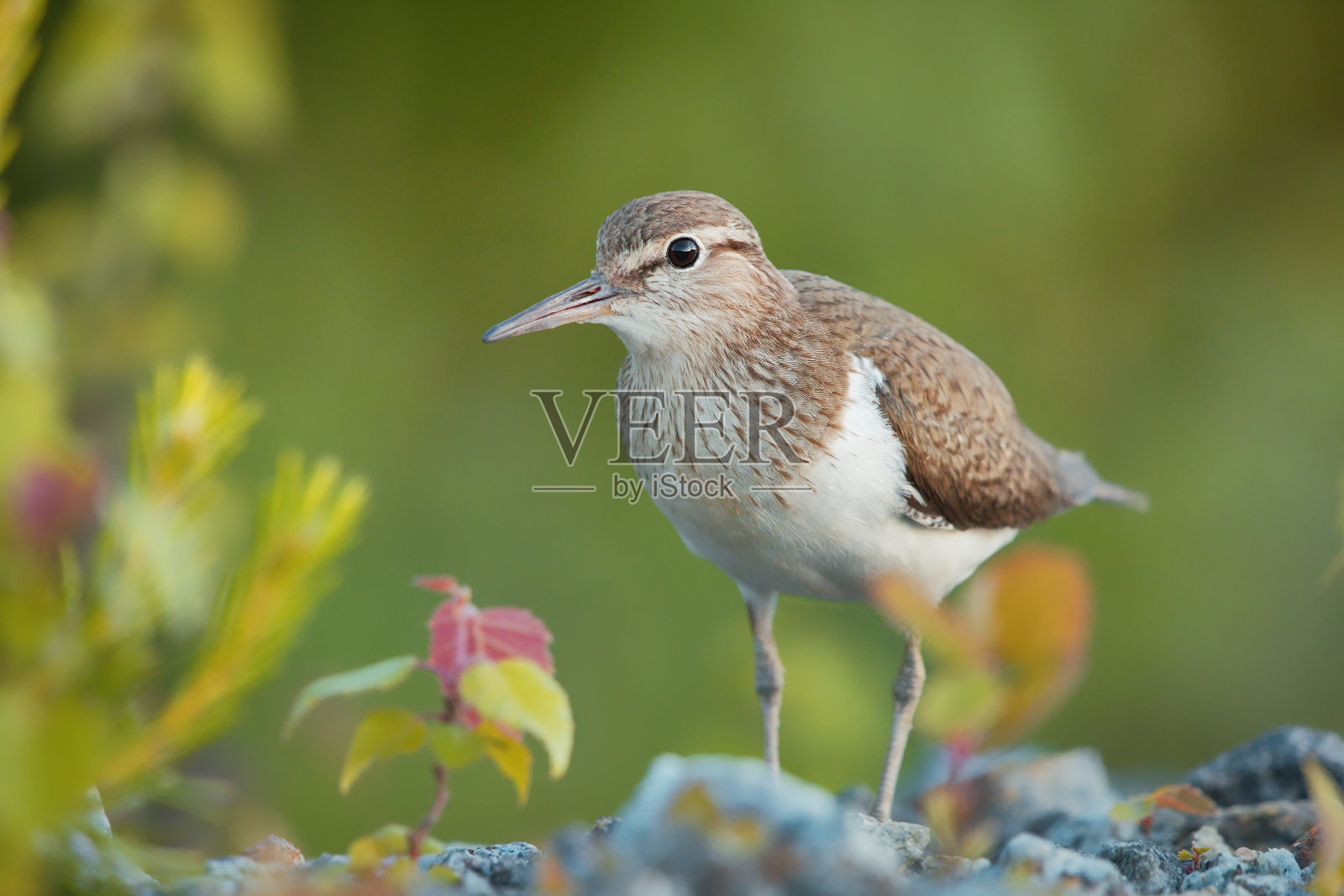 常见的矶鹬(Actitis hypoleucos)站在岩石地面上。照片摄影图片