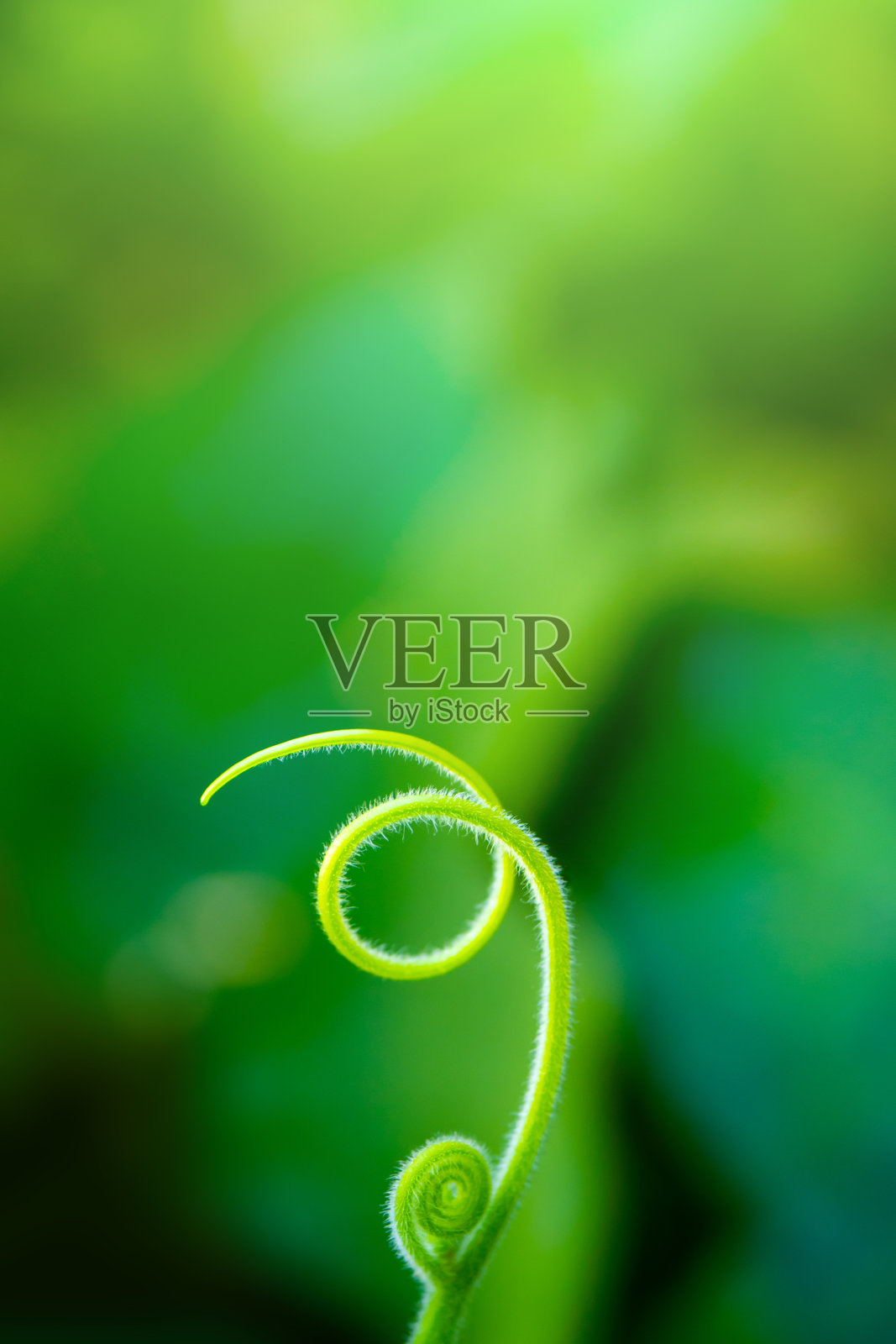 绿色景观与散景和螺旋绿色植物生长背景。自然景观的绿色树在模糊的绿色背景。照片摄影图片