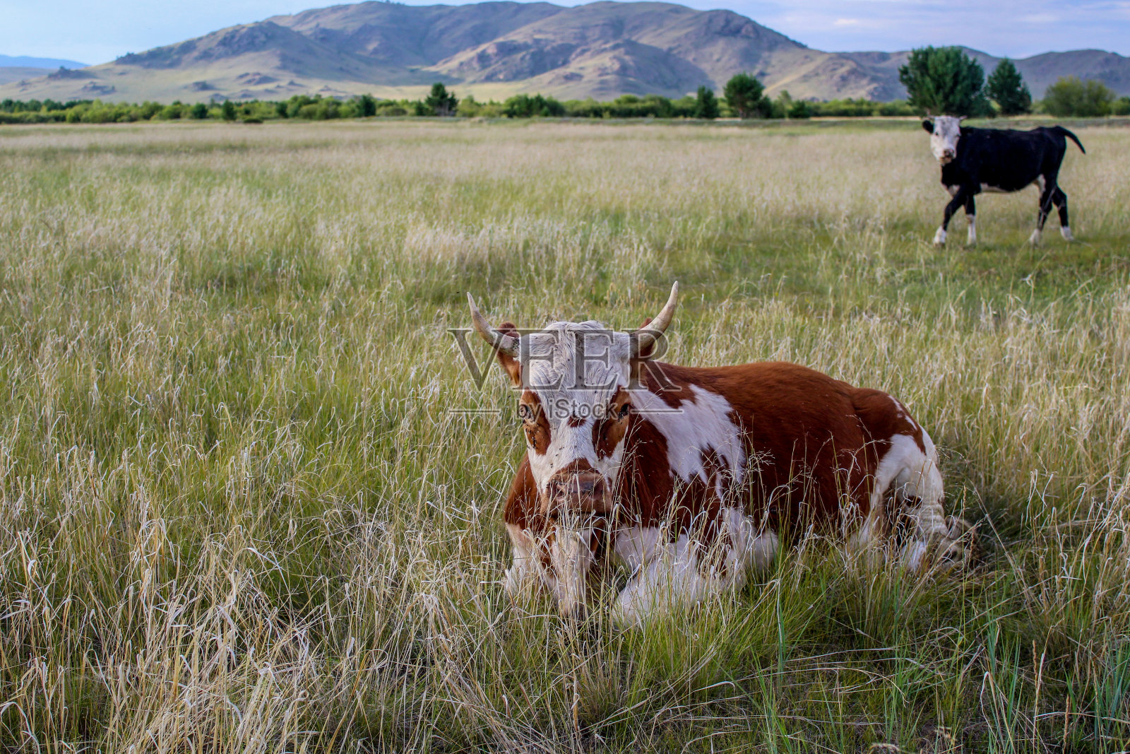 夏天，牛躺在草地上，被苍蝇烦得心烦意乱照片摄影图片