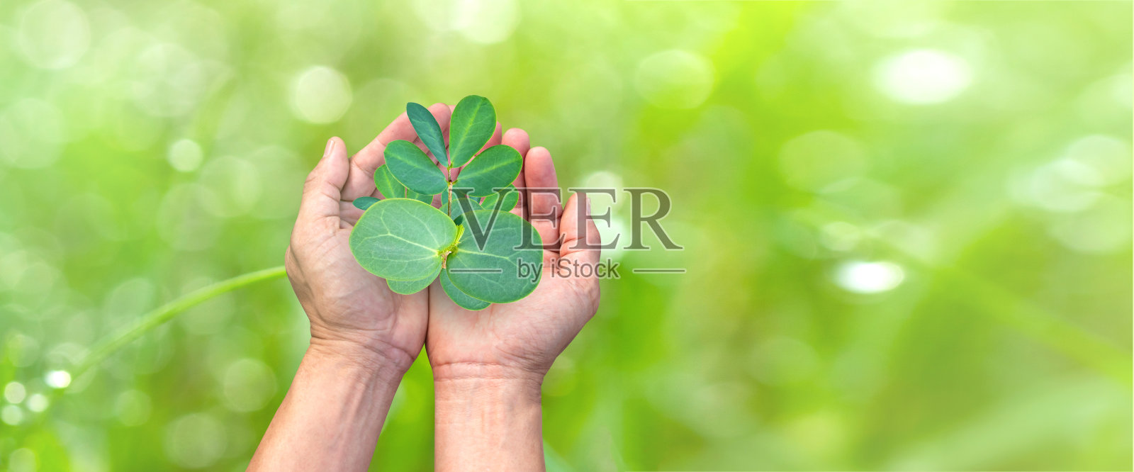 手握着植物幼苗在模糊的绿色自然背景。象征春天和生态地球日的概念。照片摄影图片