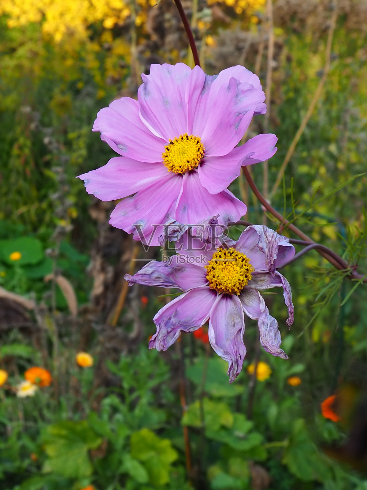 花照片摄影图片