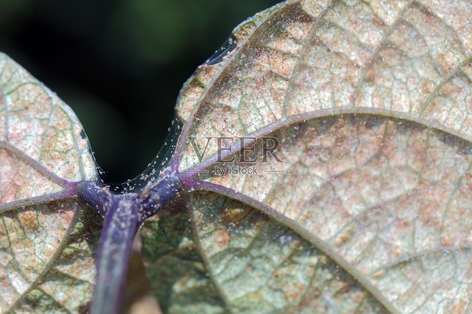 荨麻叶螨(红蜘蛛螨或双斑蜘蛛螨)是一种植食螨，是多种植物的害虫。豆叶受损。照片摄影图片