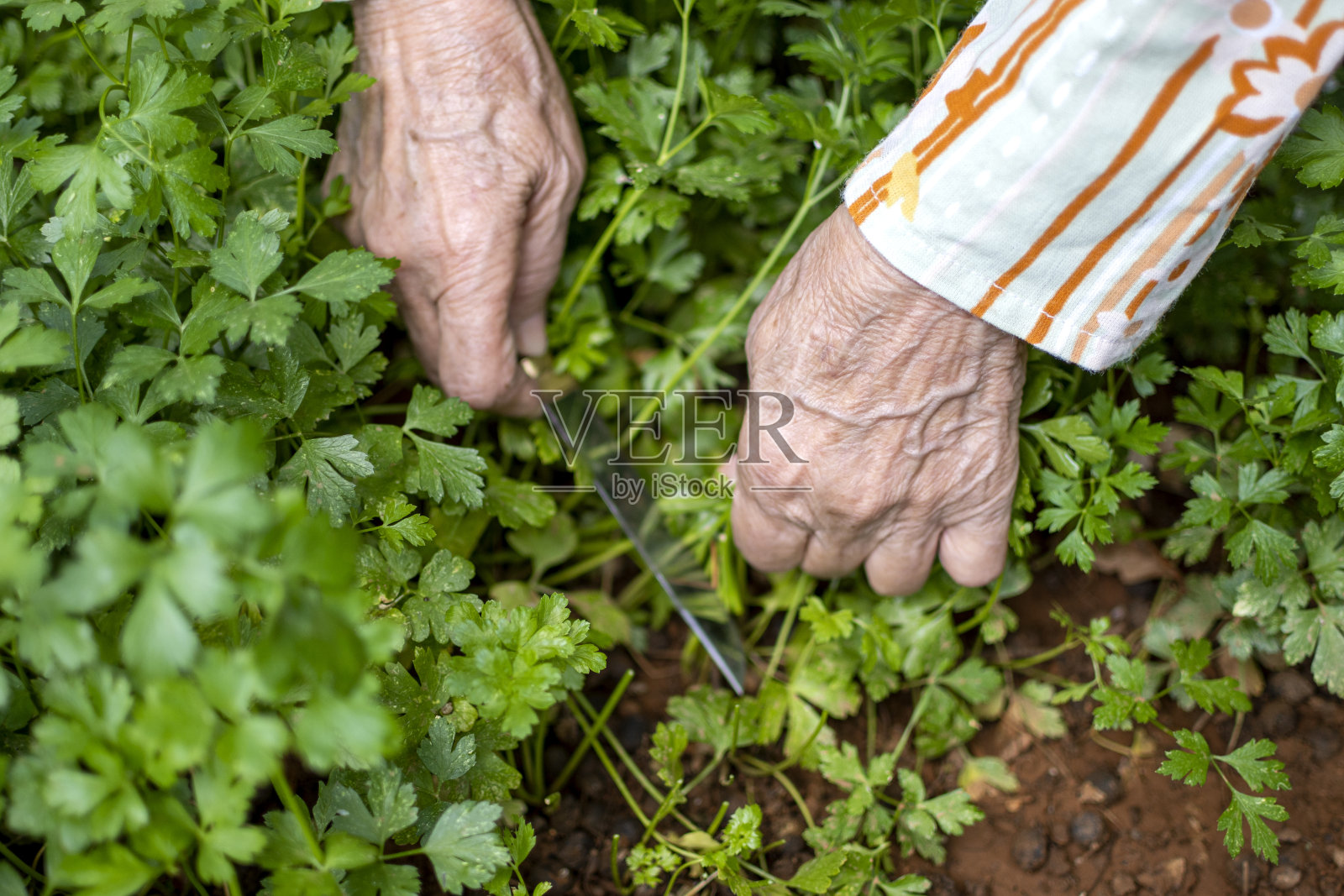 高级妇女采摘香料香草香菜生长在花园里照片摄影图片