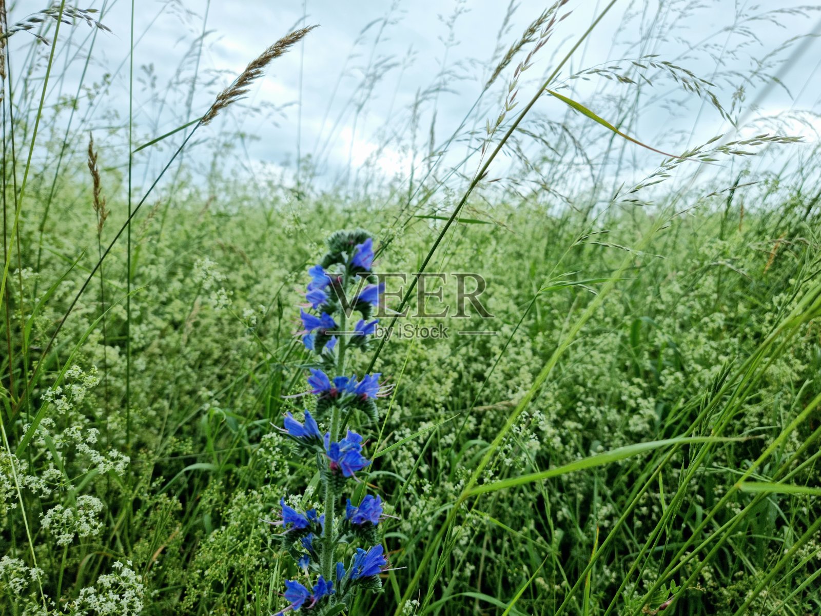 蓝草(Echium vulga)照片摄影图片