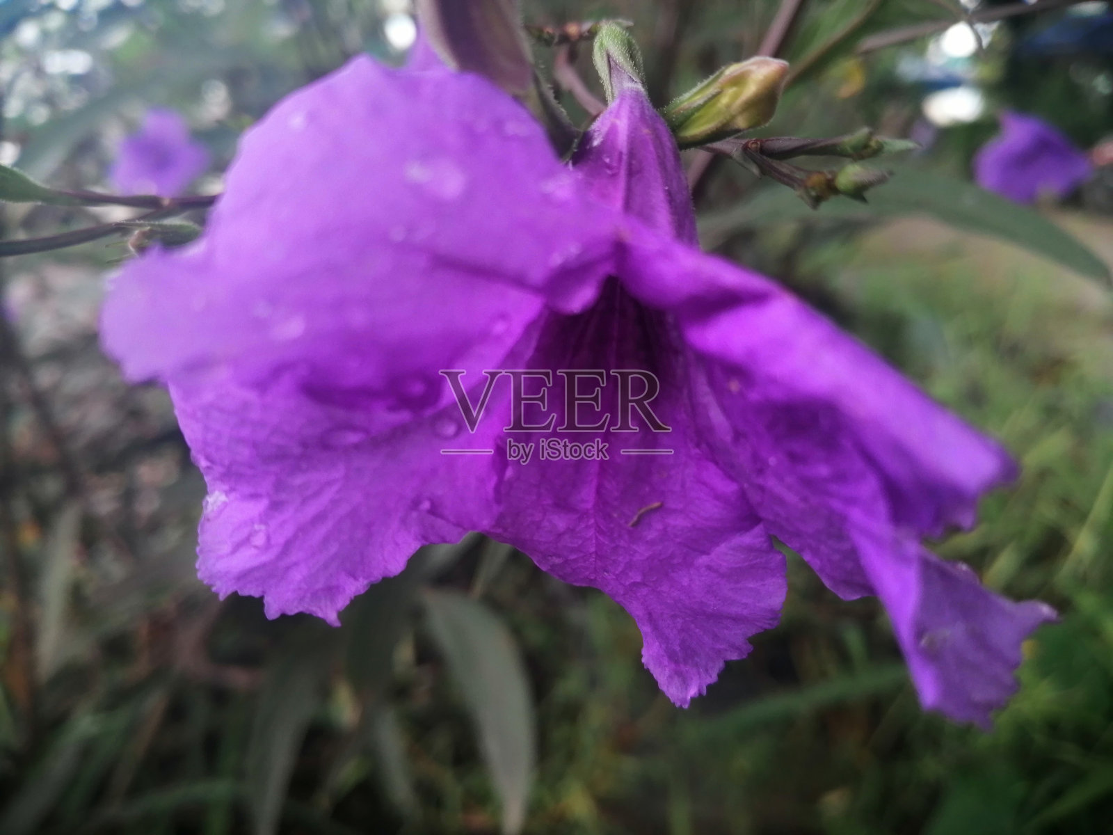 美丽的花朵照片摄影图片