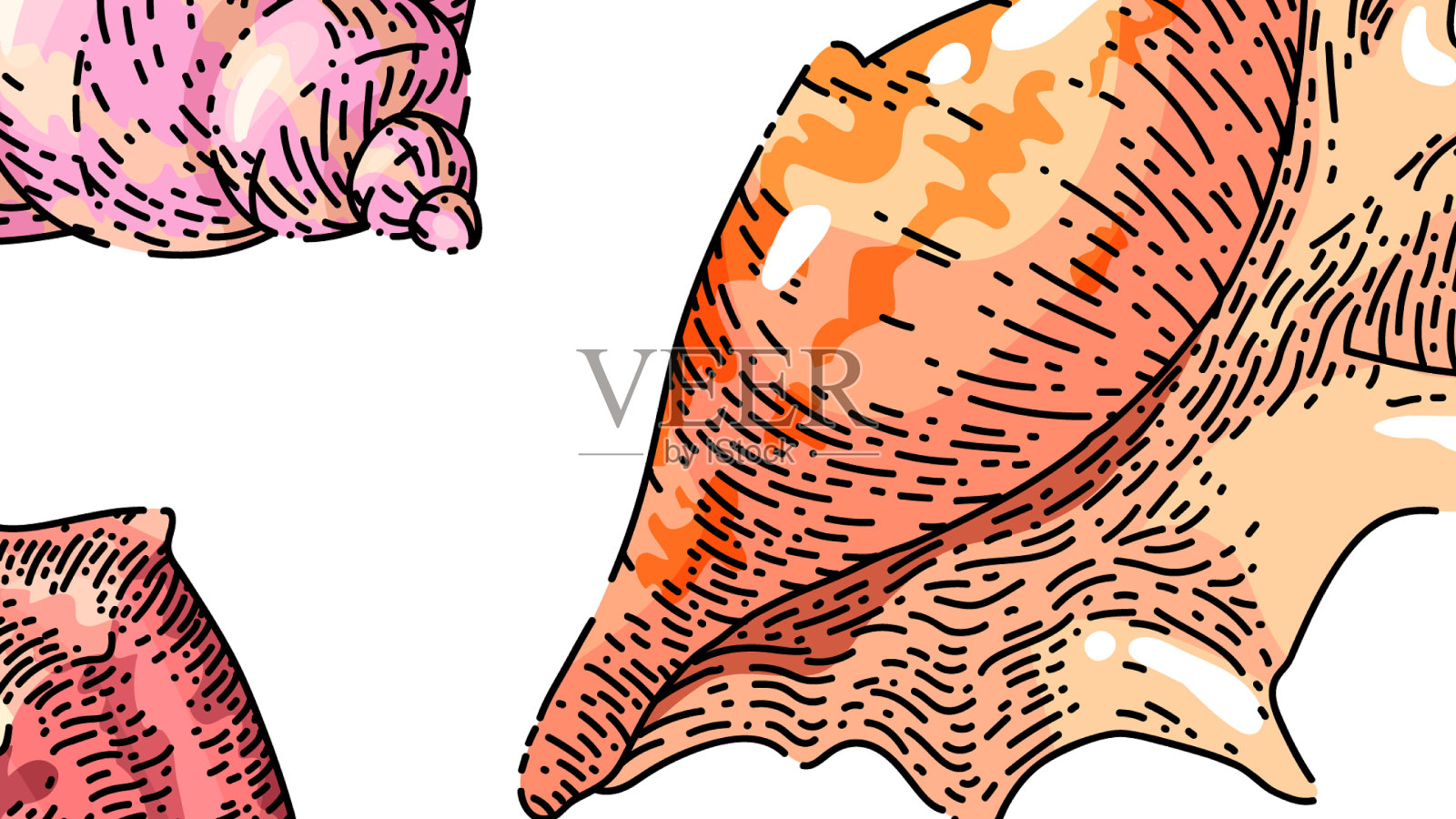 贝壳海布景草图手绘设计元素图片