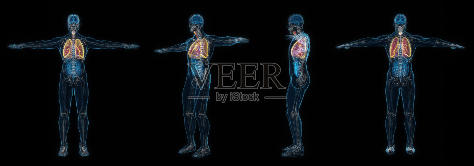 黑色背景下分离的人体男性肺部x线3d渲染集。照片摄影图片