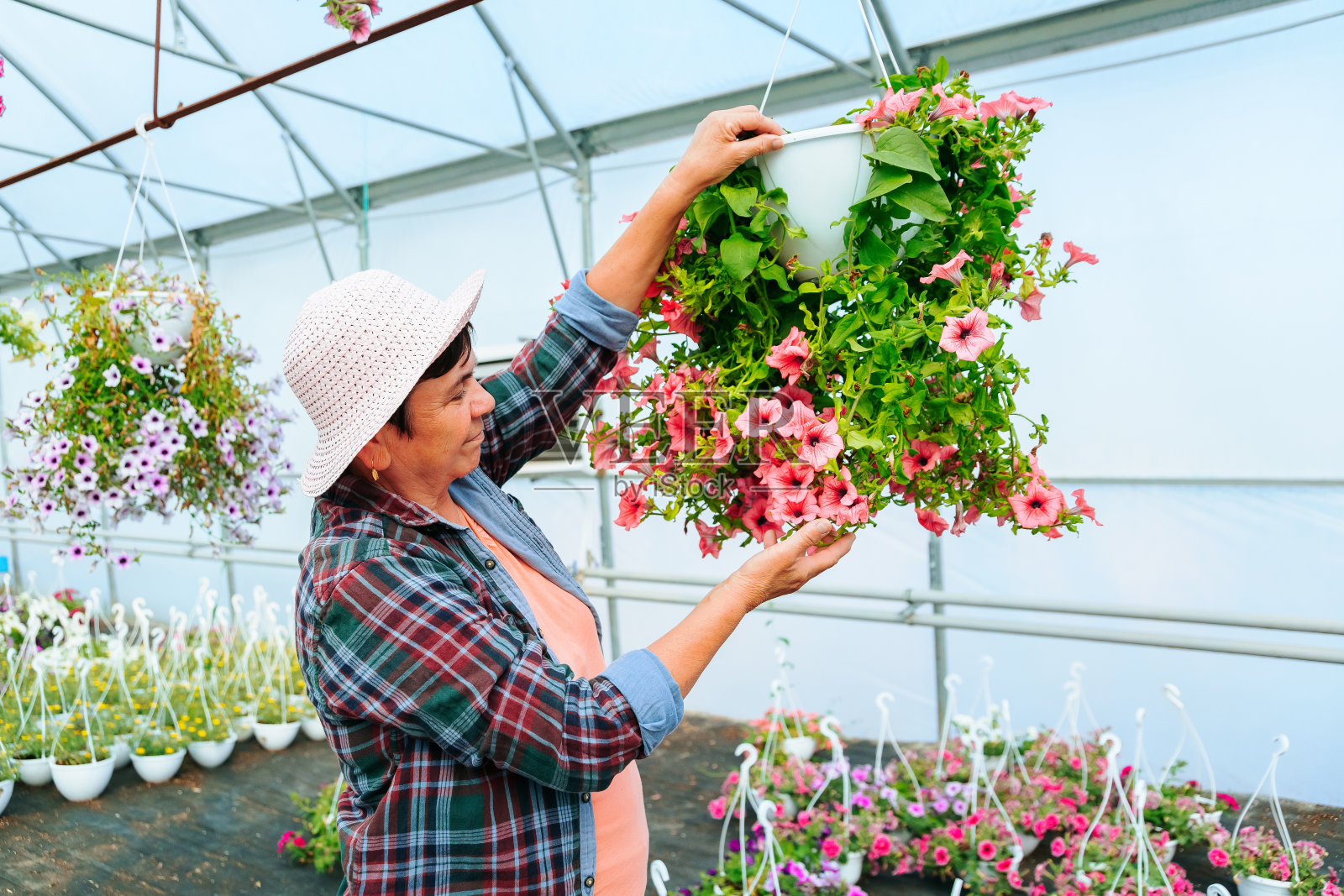 一位在温室工作的老妇人仔细地检查着旁边的花盆。照片摄影图片