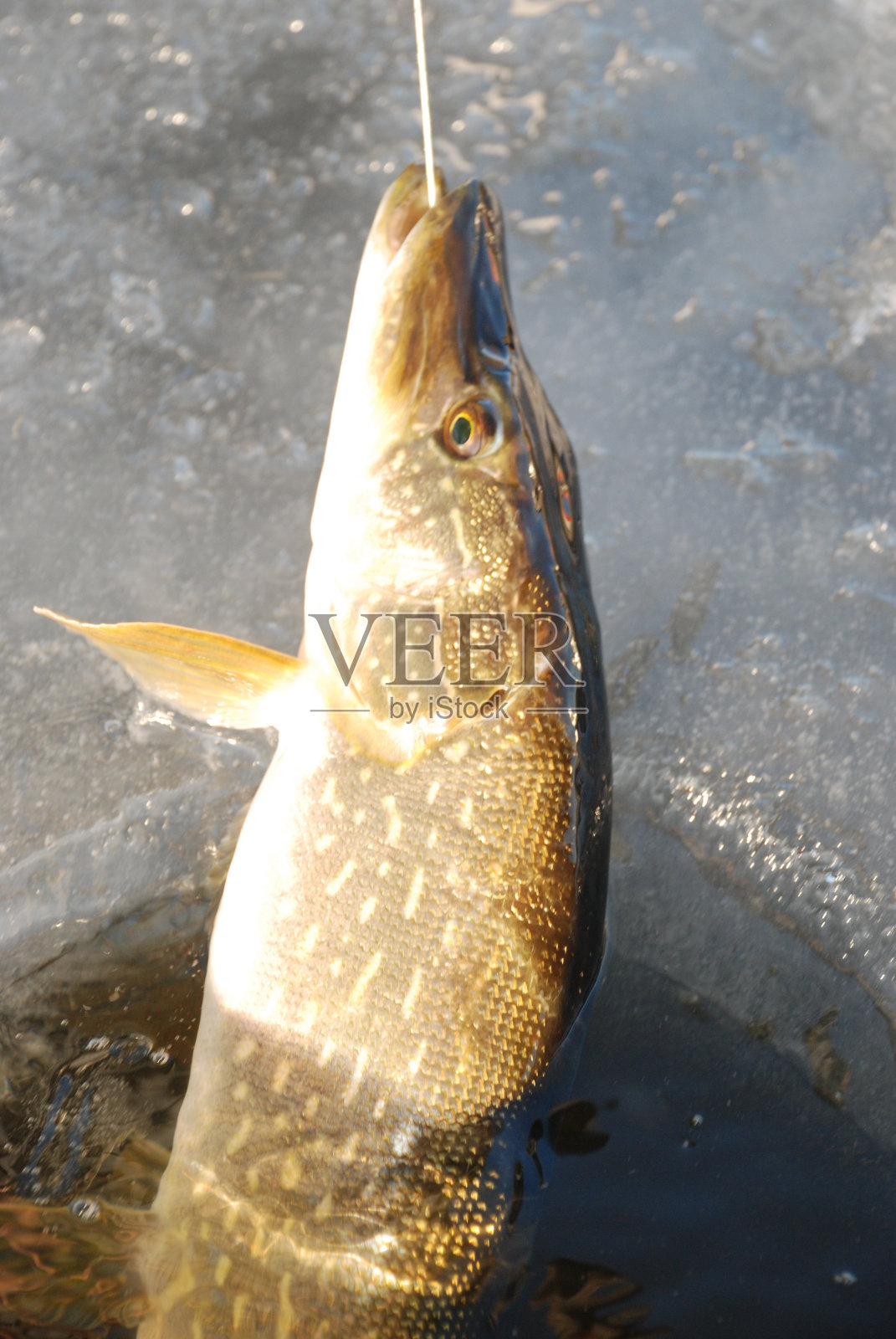 北部派克照片摄影图片