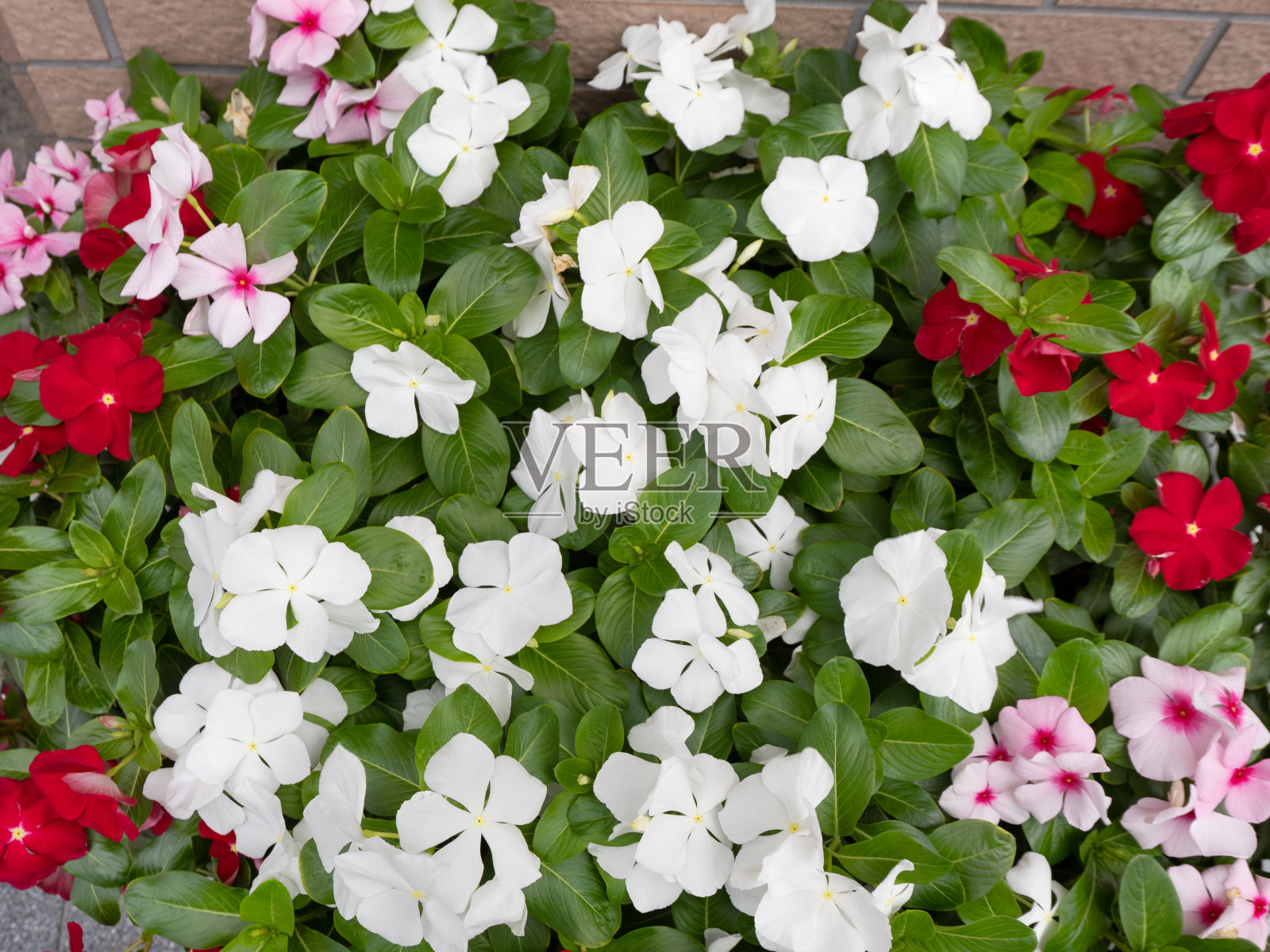 栽在花盆里的Catharanthus照片摄影图片