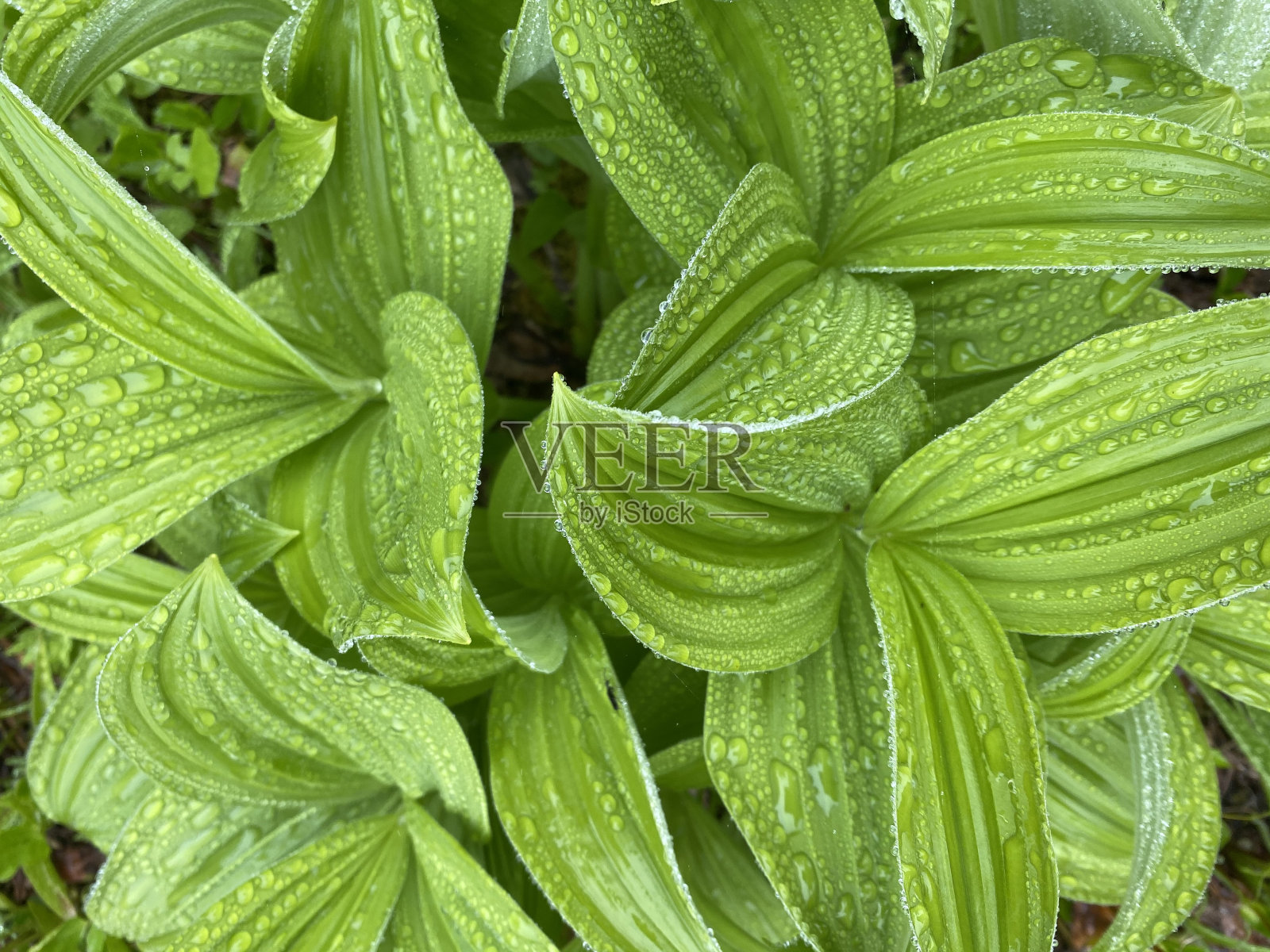 夏雨照片摄影图片