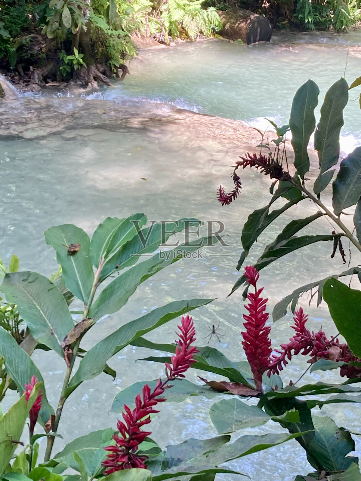 牙买加-奥乔里奥斯-邓恩河瀑布照片摄影图片