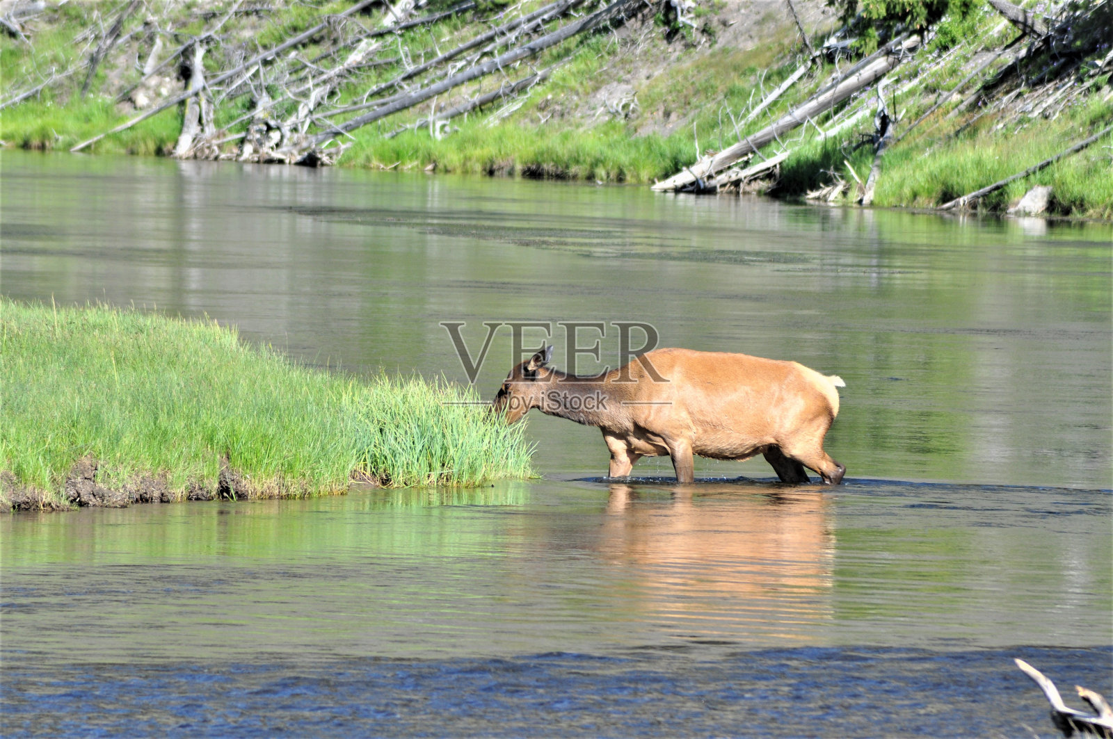 黄石国家公园的麋鹿照片摄影图片