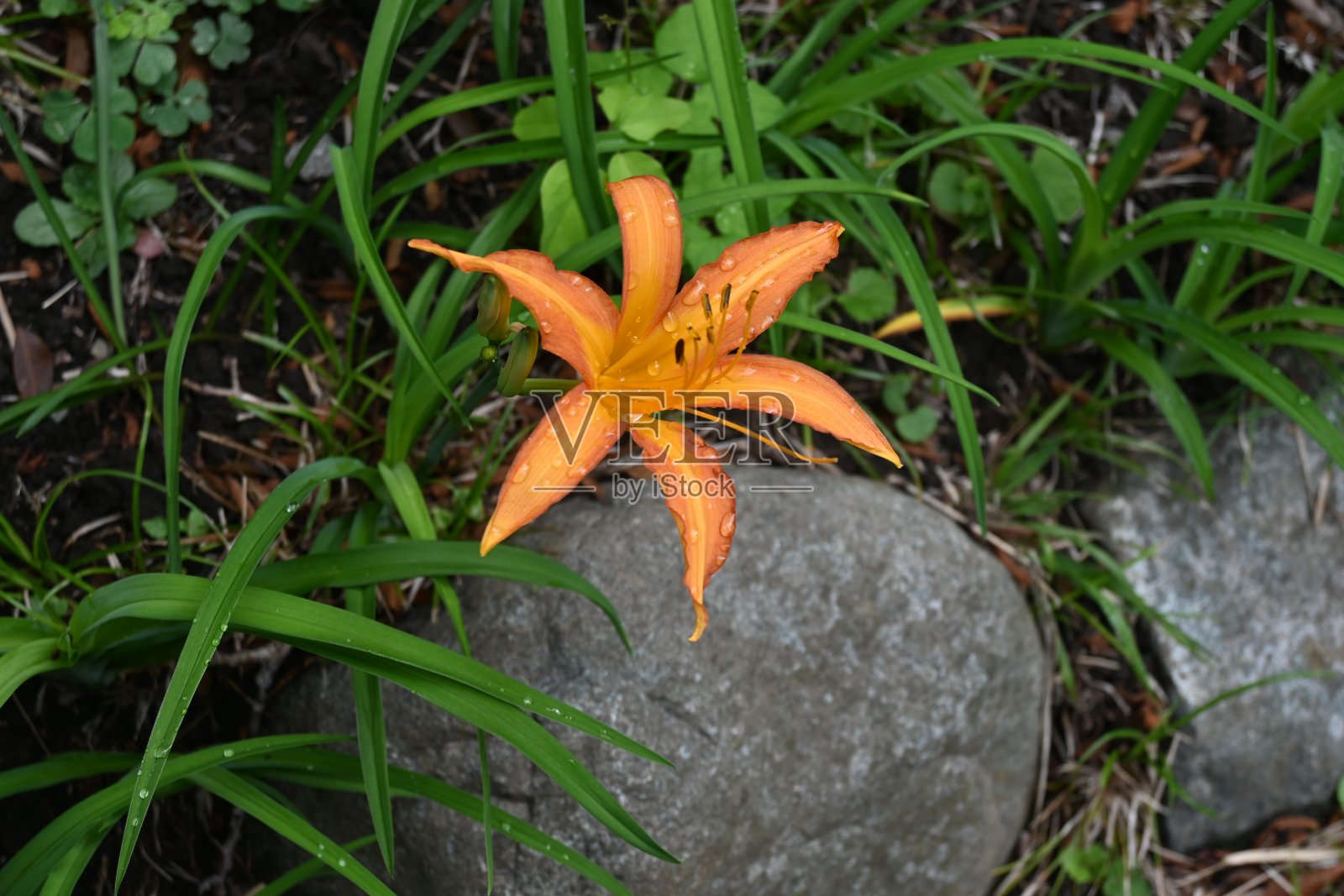 桔黄色的黄花菜在雨中淋湿。照片摄影图片