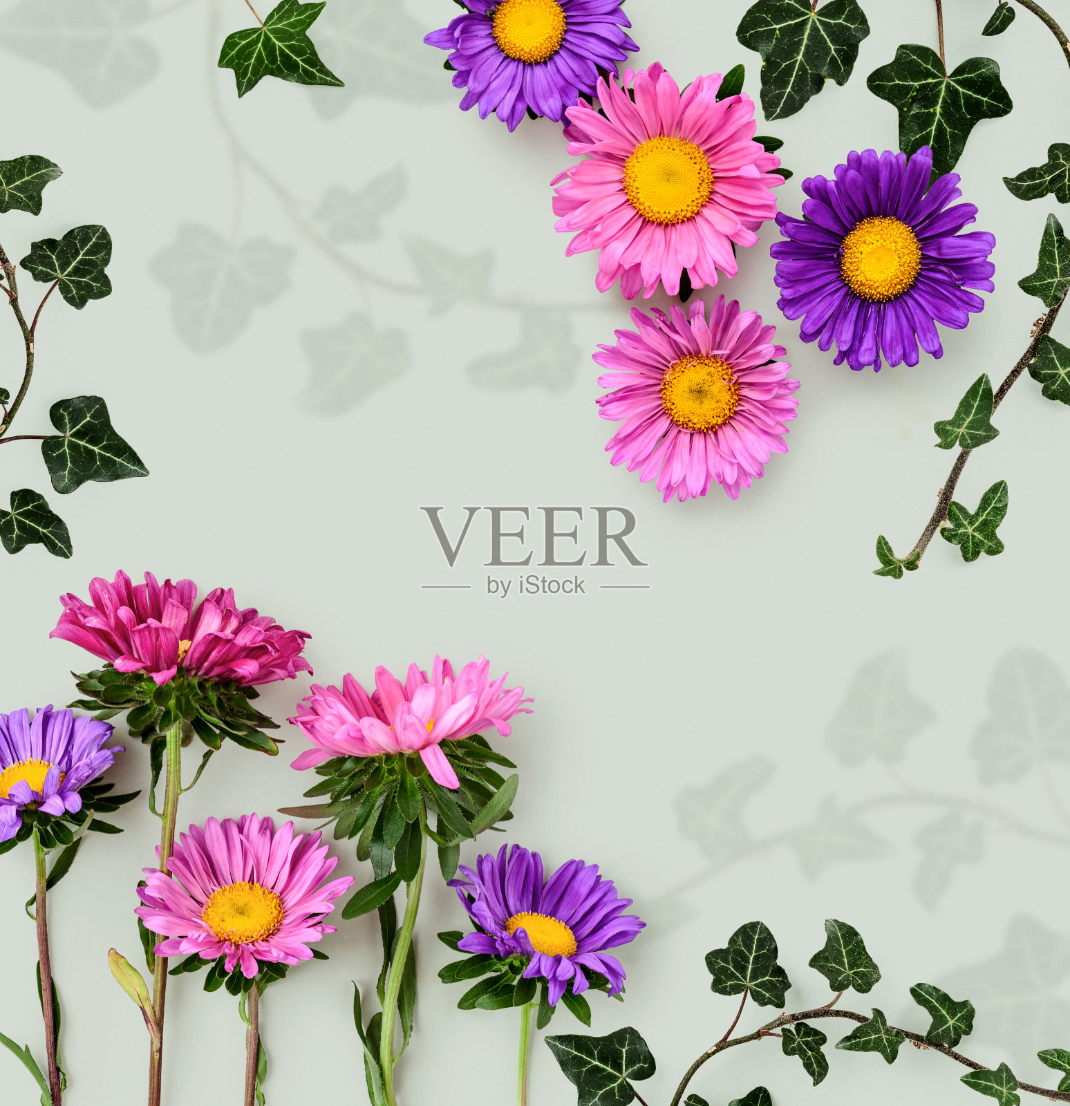 紫菀花和常青藤卡在灰色的背景照片摄影图片