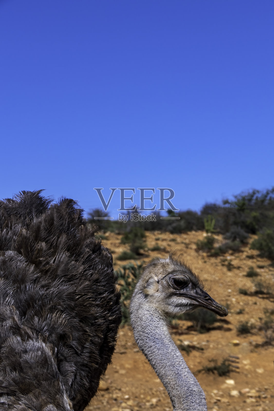 非洲常见鸵鸟的头部野鸟特写。南非照片摄影图片