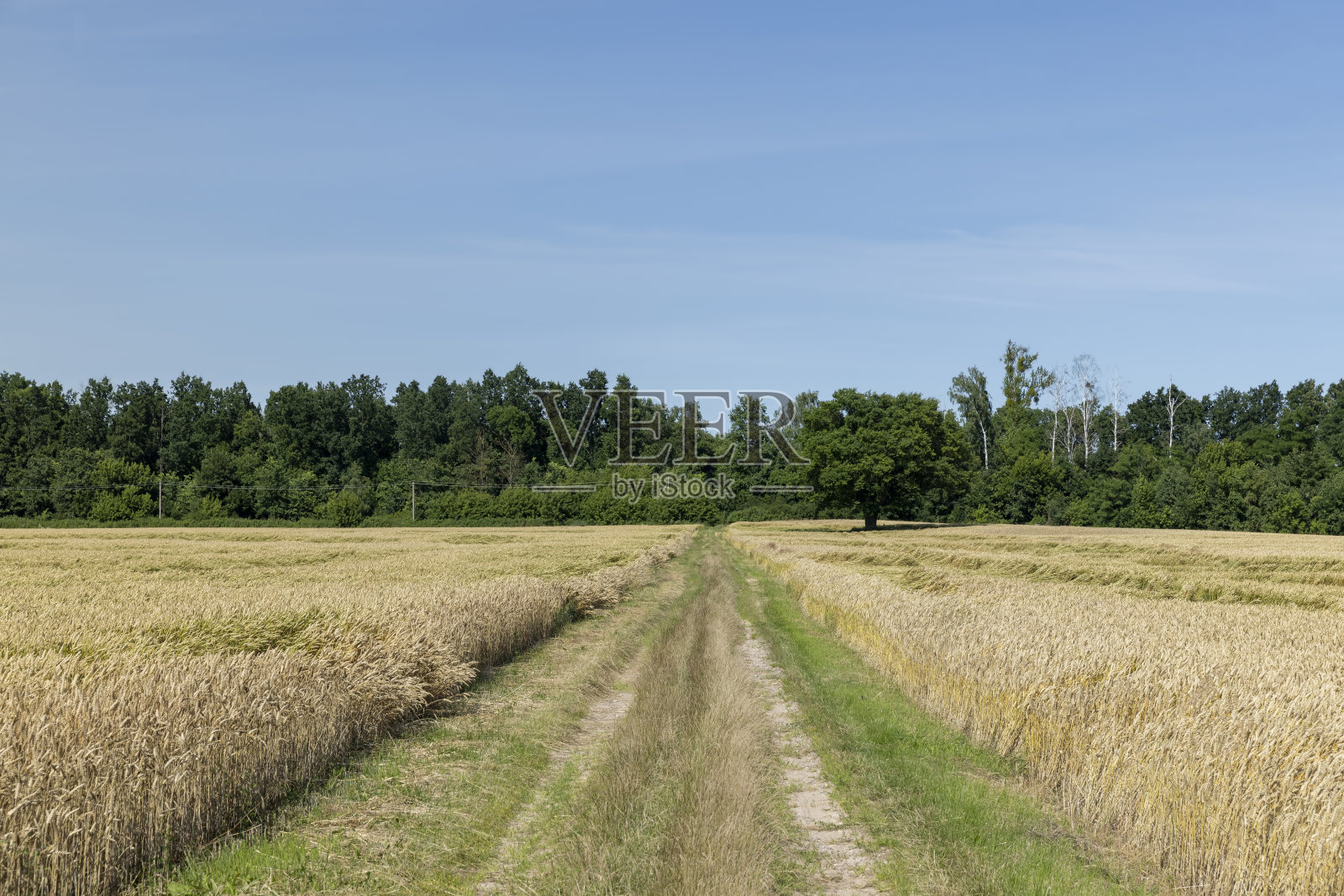 田野里的土路照片摄影图片