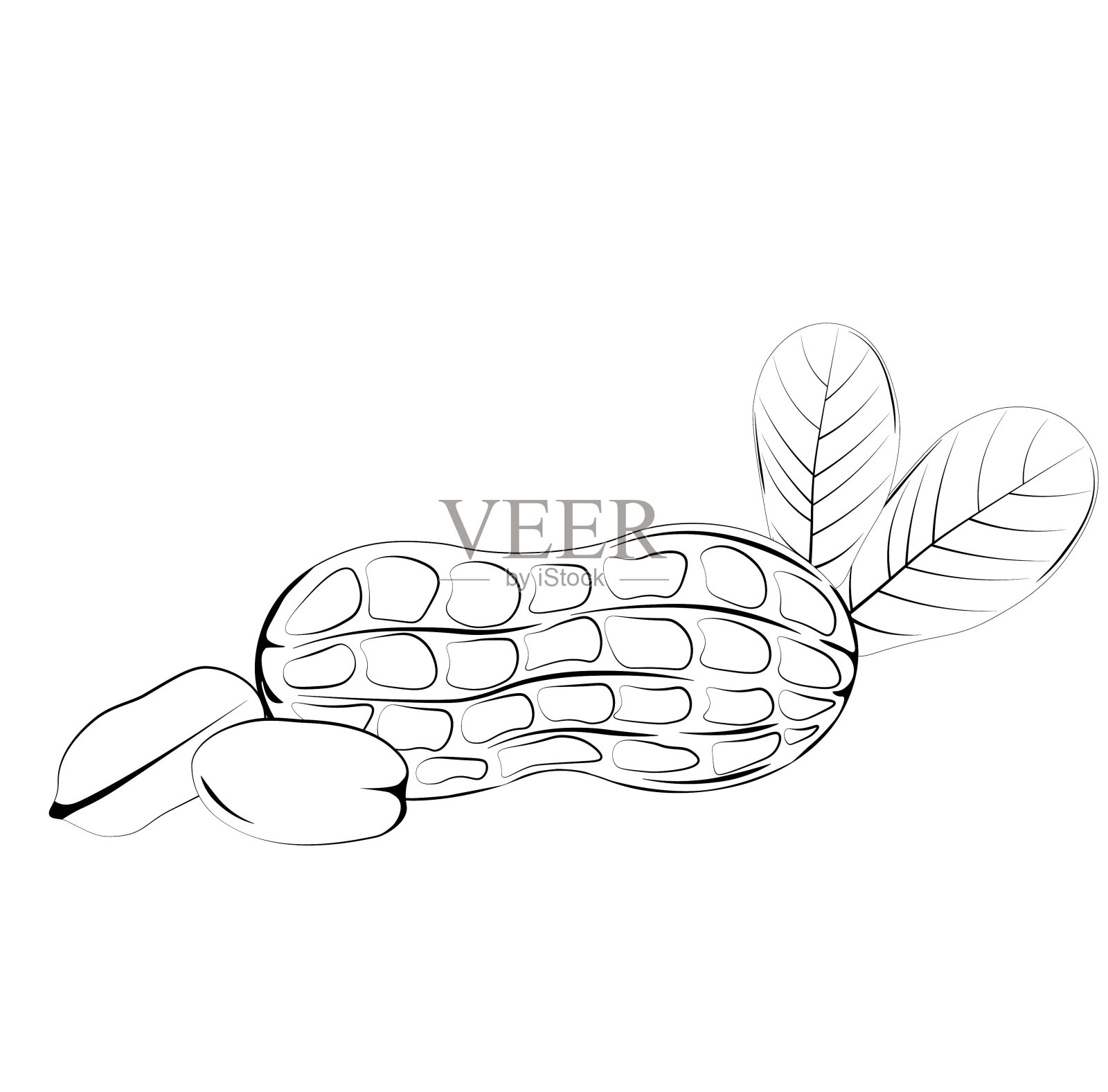 花生。有壳的坚果。插画图片素材