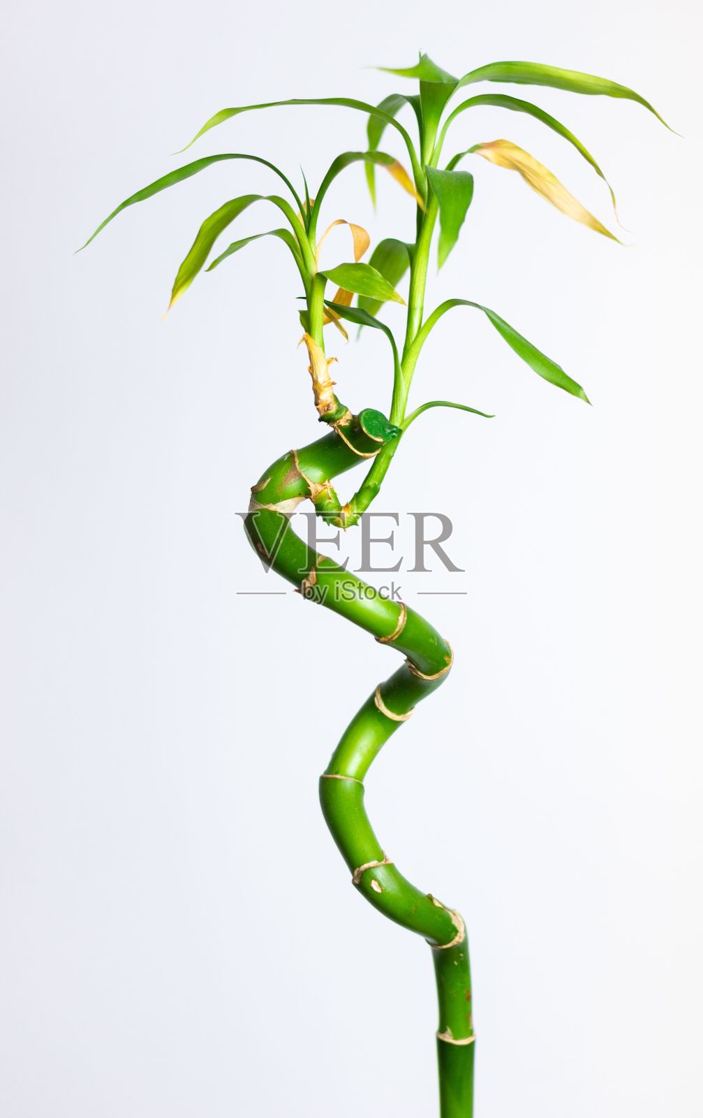 垂直特写的弯曲竹枝孤立在白色背景照片摄影图片