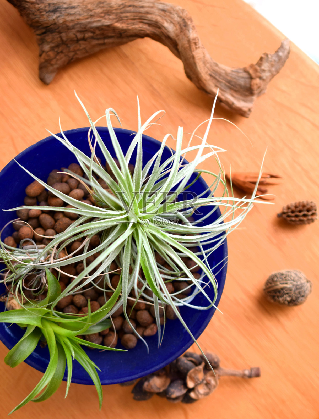 空气植物和浮木照片摄影图片
