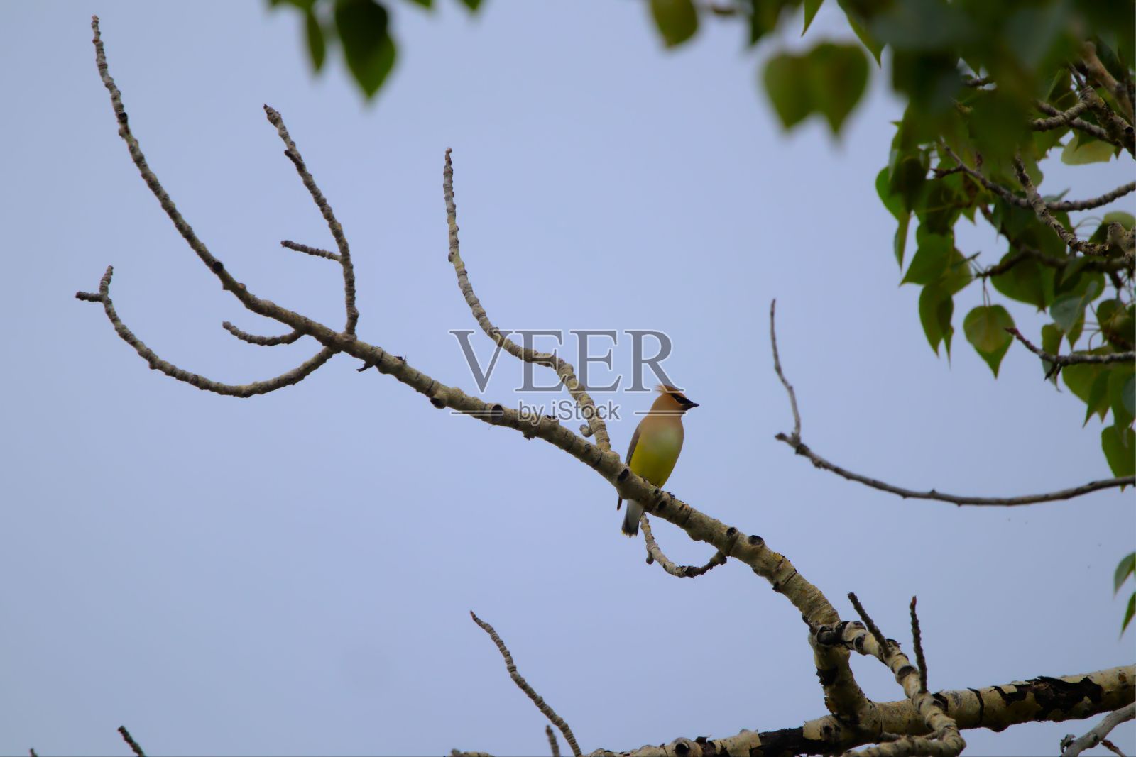 一只雪松蜡翅栖息在树枝上。Bombycilla cedrorum。加拿大的卡尔加里。照片摄影图片