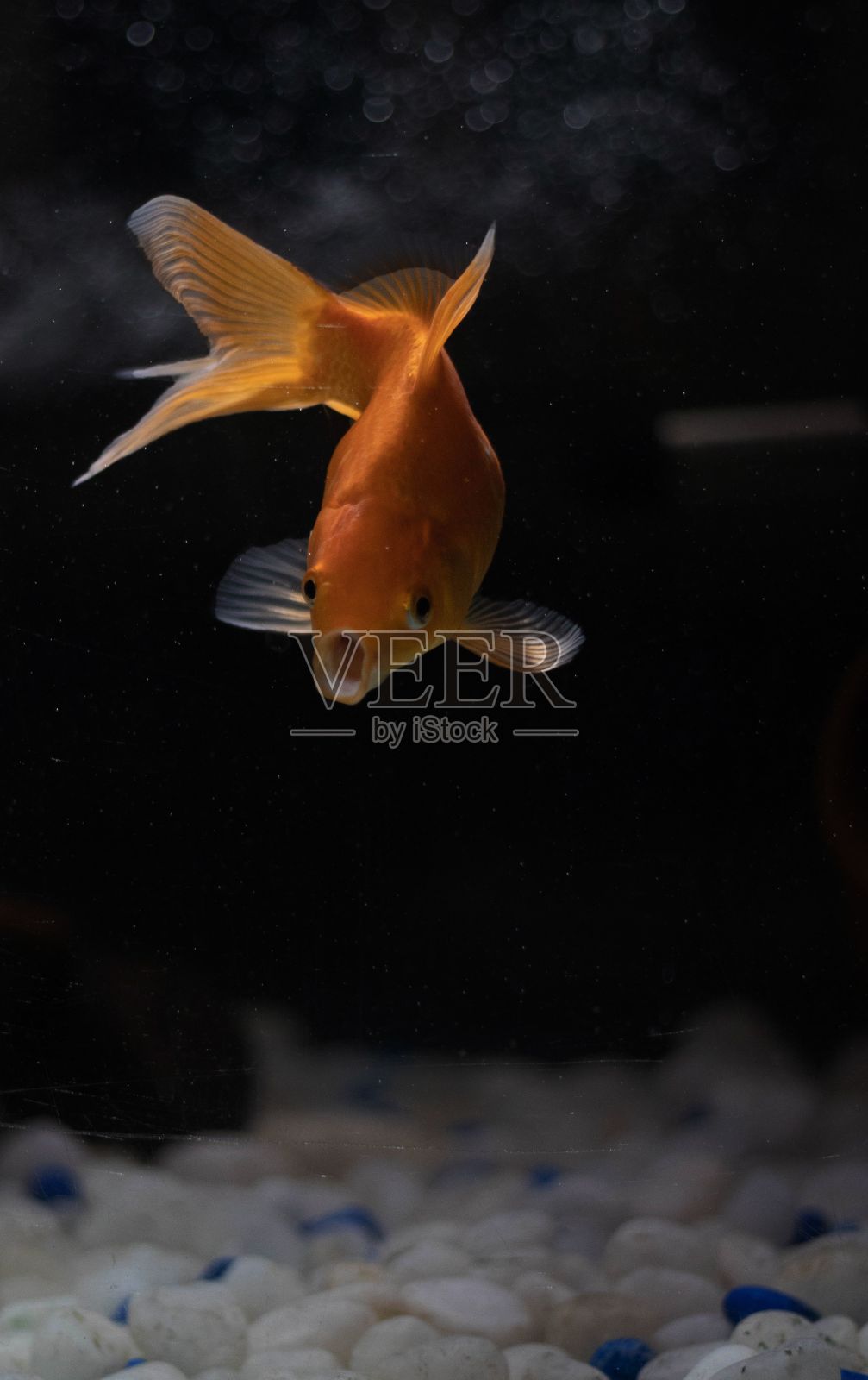 一颗美丽的彗星在水中游泳的垂直镜头照片摄影图片