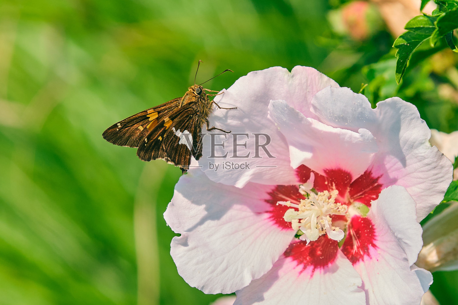 银斑船长蝶照片摄影图片