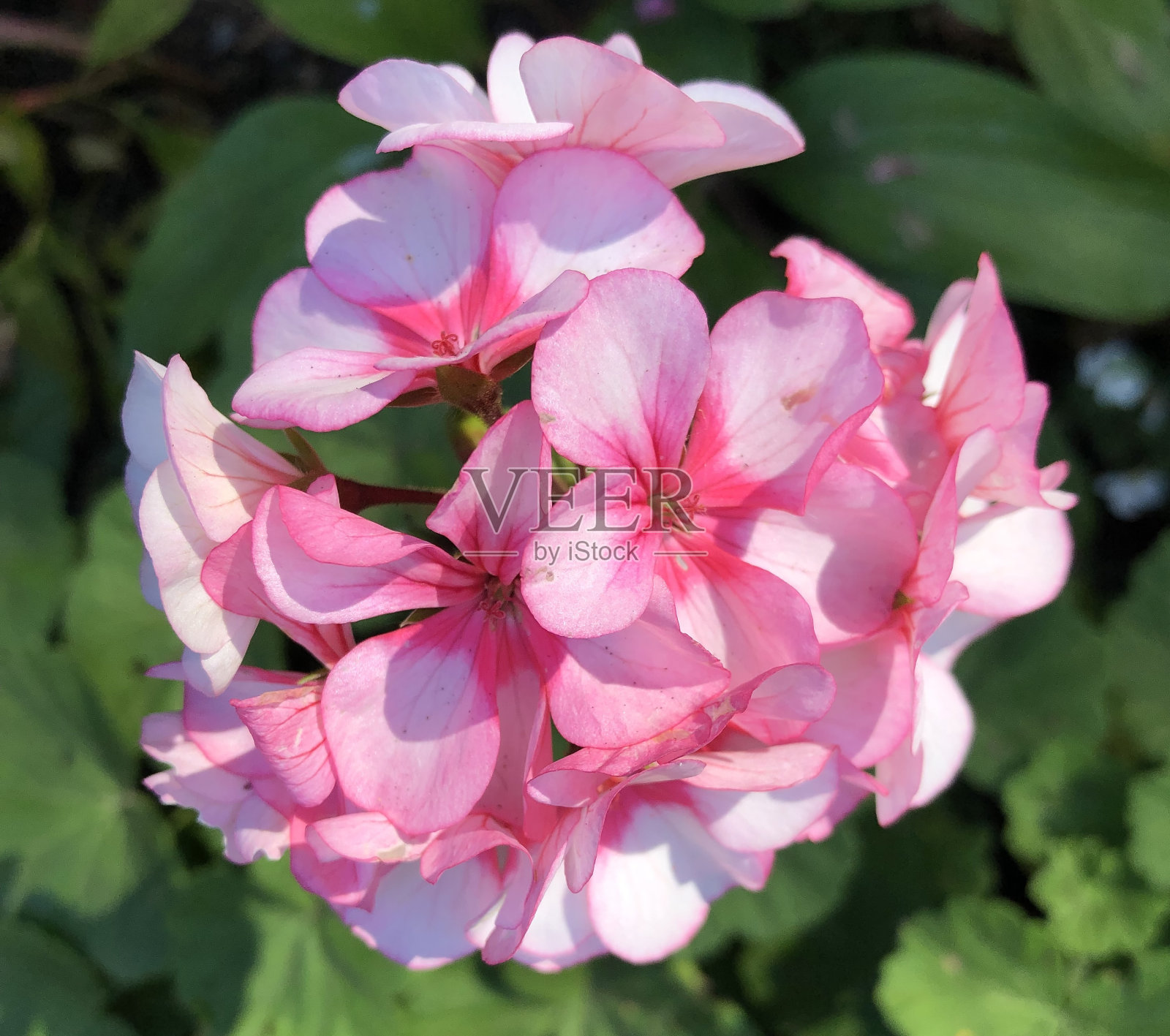 花照片摄影图片