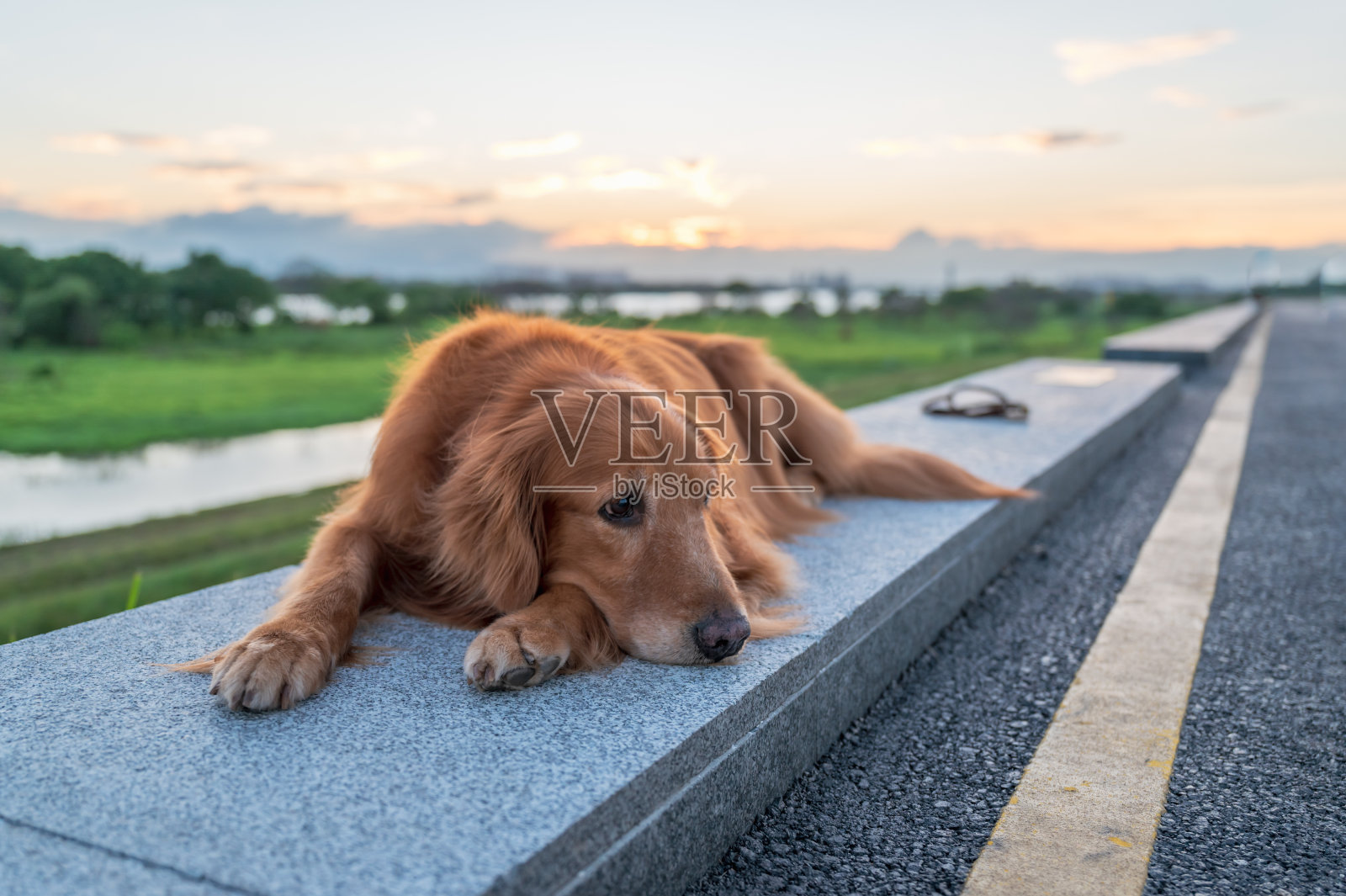 金毛猎犬躺在路边照片摄影图片