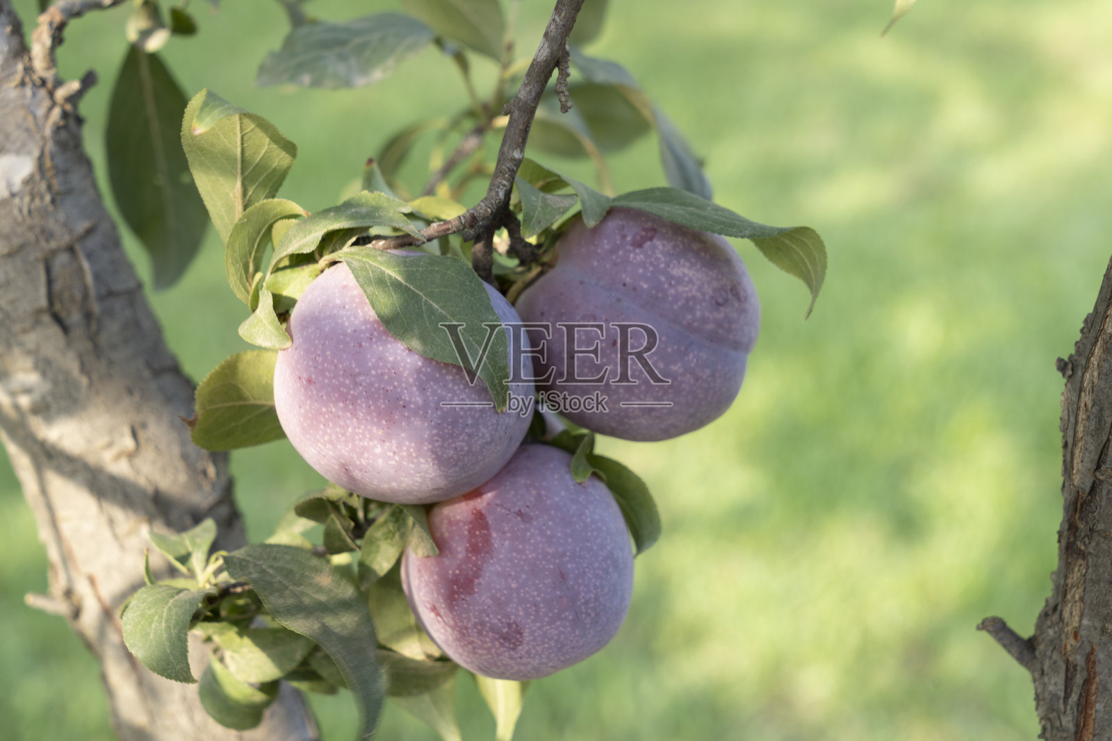 树上待采摘食用的紫色李子照片摄影图片