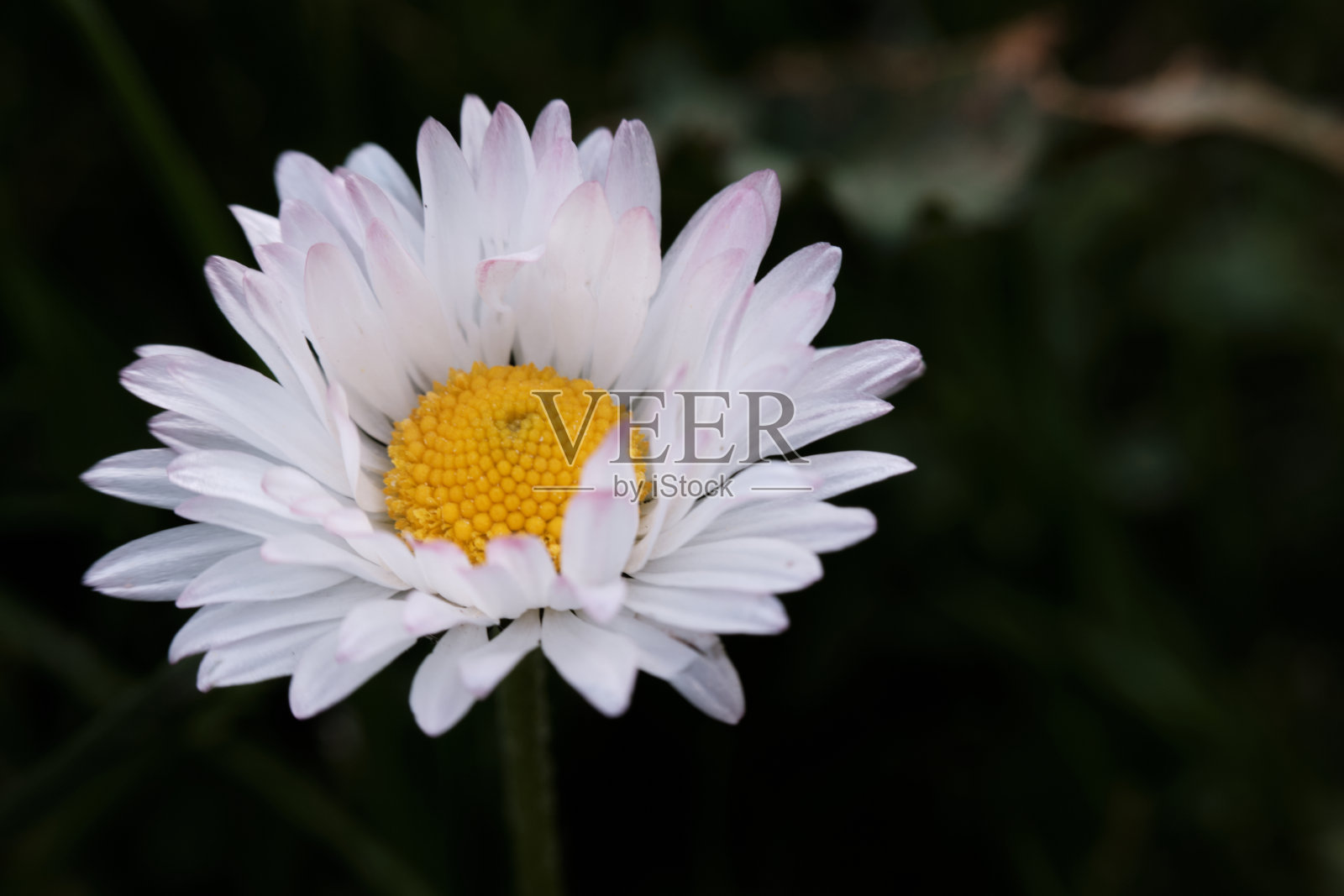 白色洋甘菊在黑暗的背景与黄色核心特写照片摄影图片