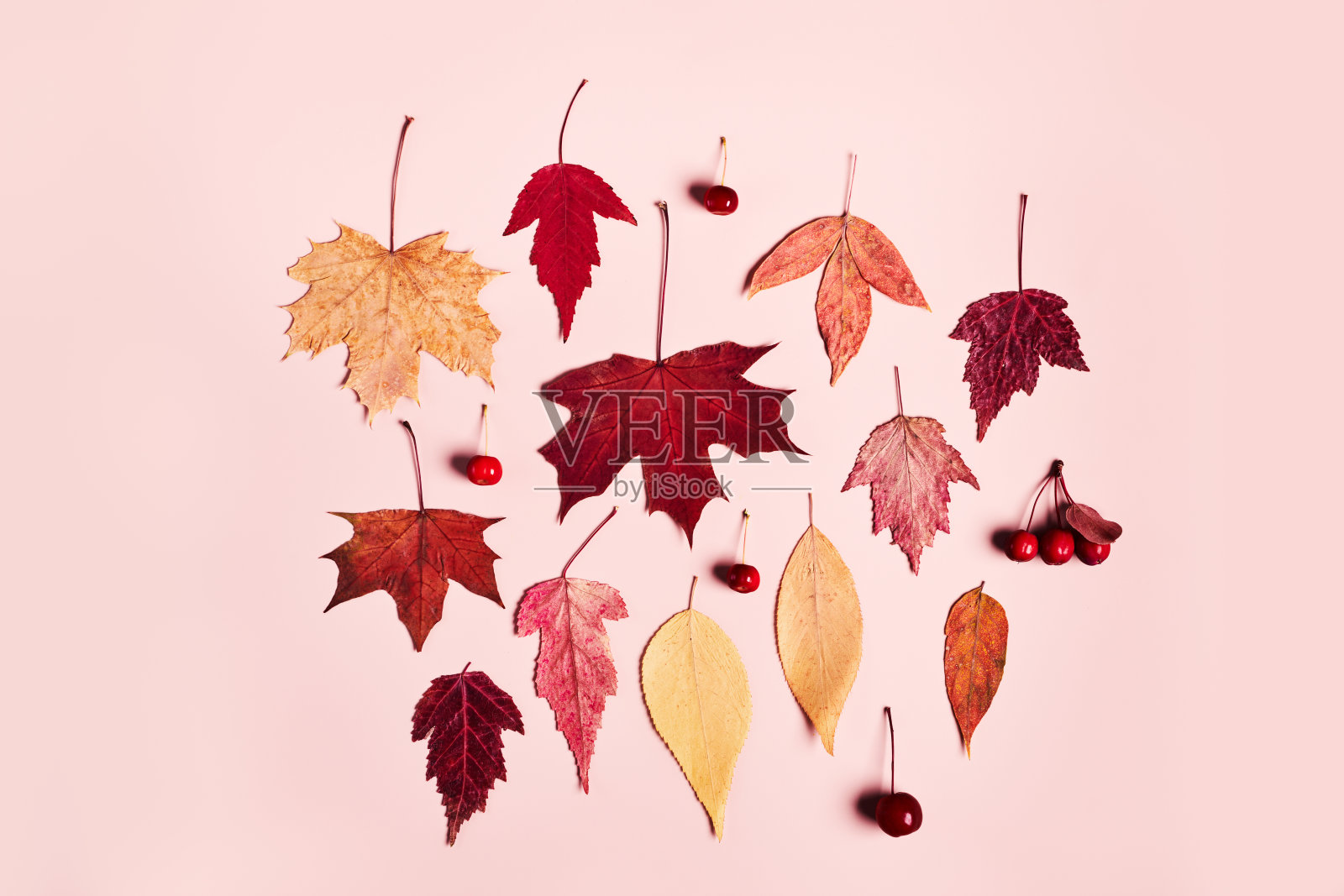 五彩缤纷的秋叶和浆果设置在粉红色的背景照片摄影图片