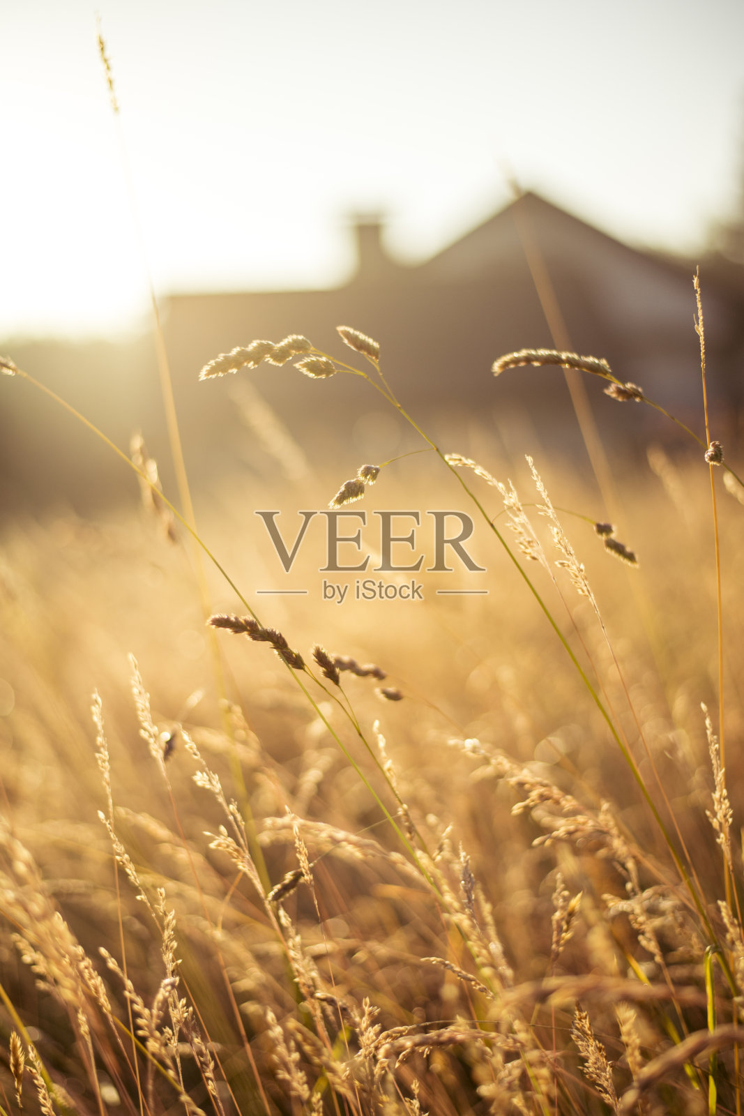 浮夸的轻松心情，俯瞰金黄的田野照片摄影图片