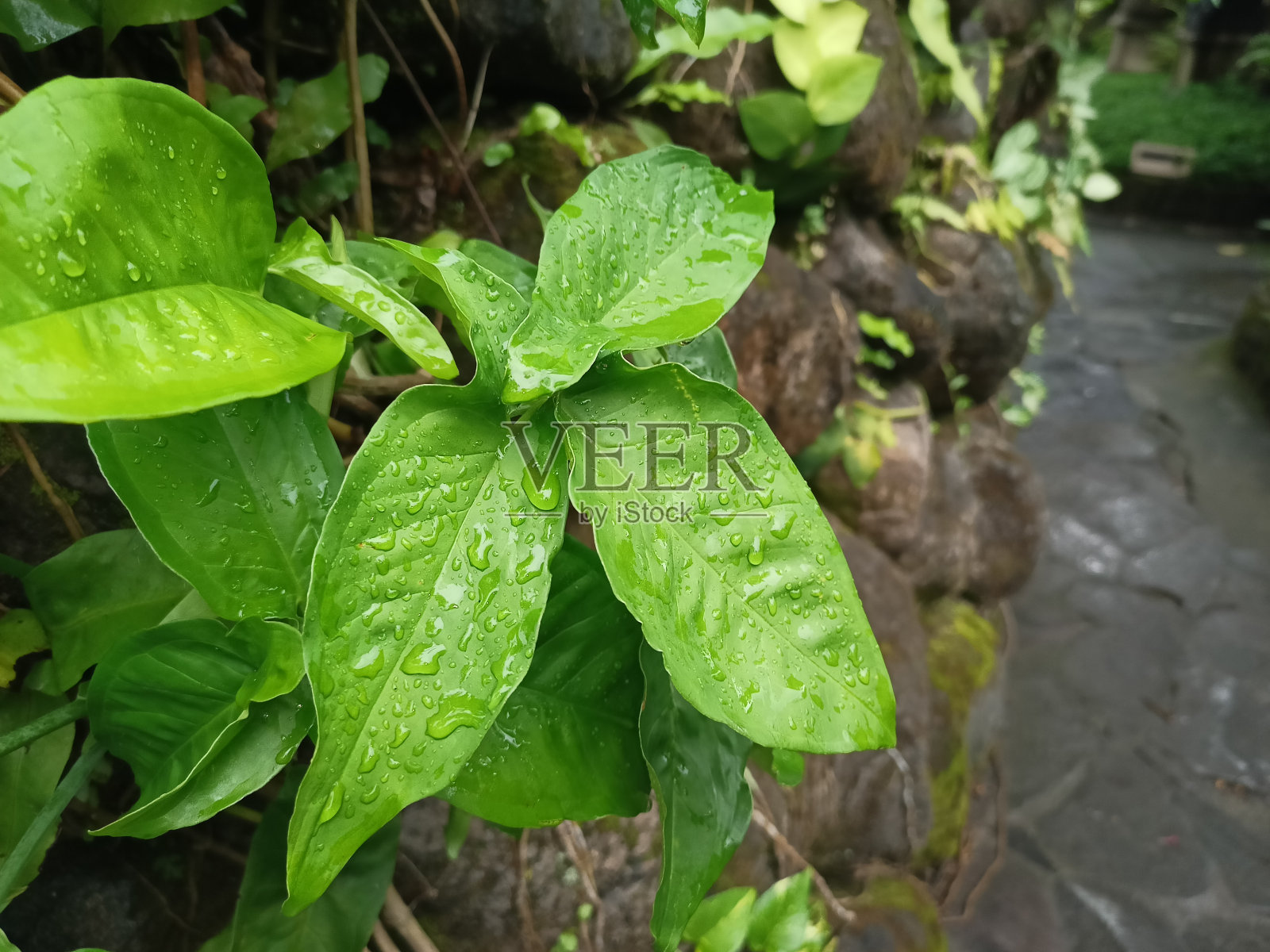 合欢属观赏植物的美丽，使花园感觉像在热带森林照片摄影图片