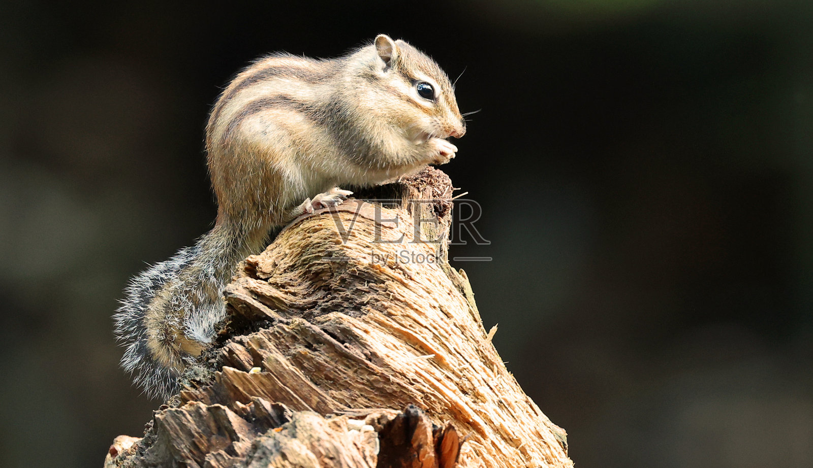 松鼠照片摄影图片
