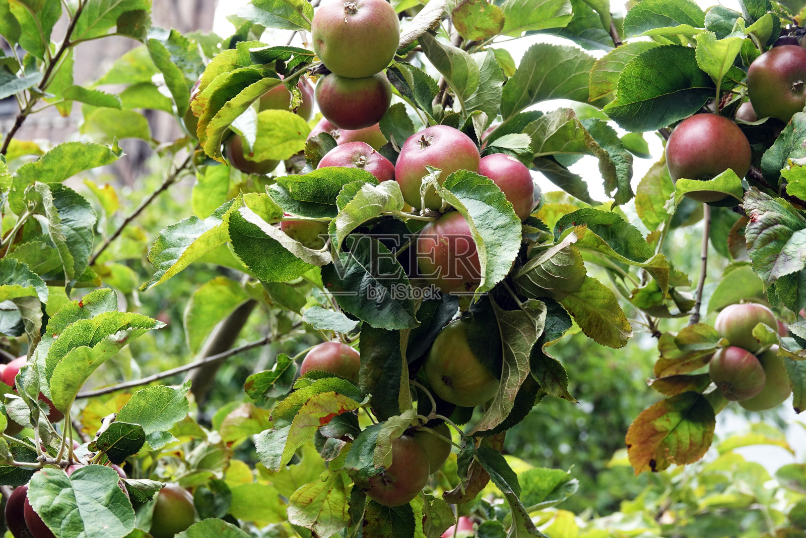 海牙的蔬菜农场照片摄影图片