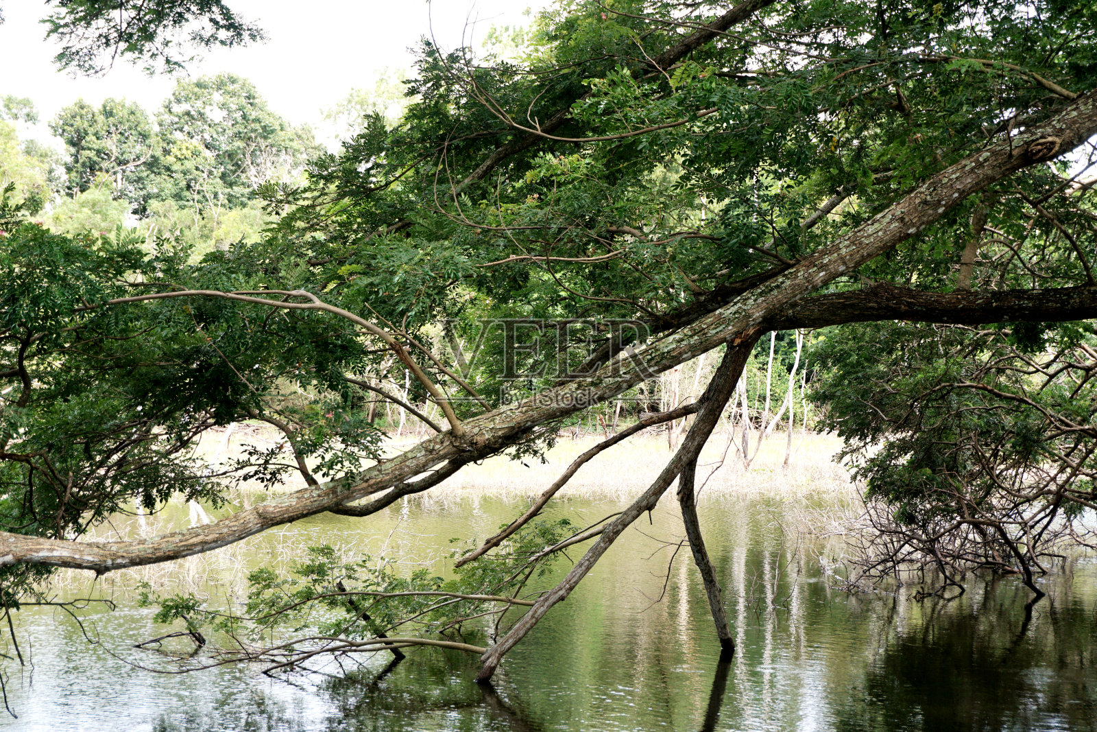 美丽的树在湖边，美丽的风景照片摄影图片