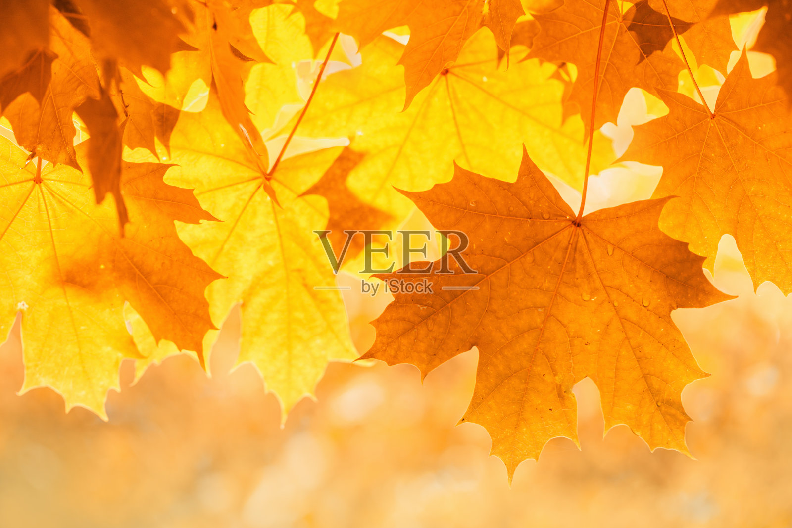 红色的枫叶在秋天的光线模糊的背景照片摄影图片