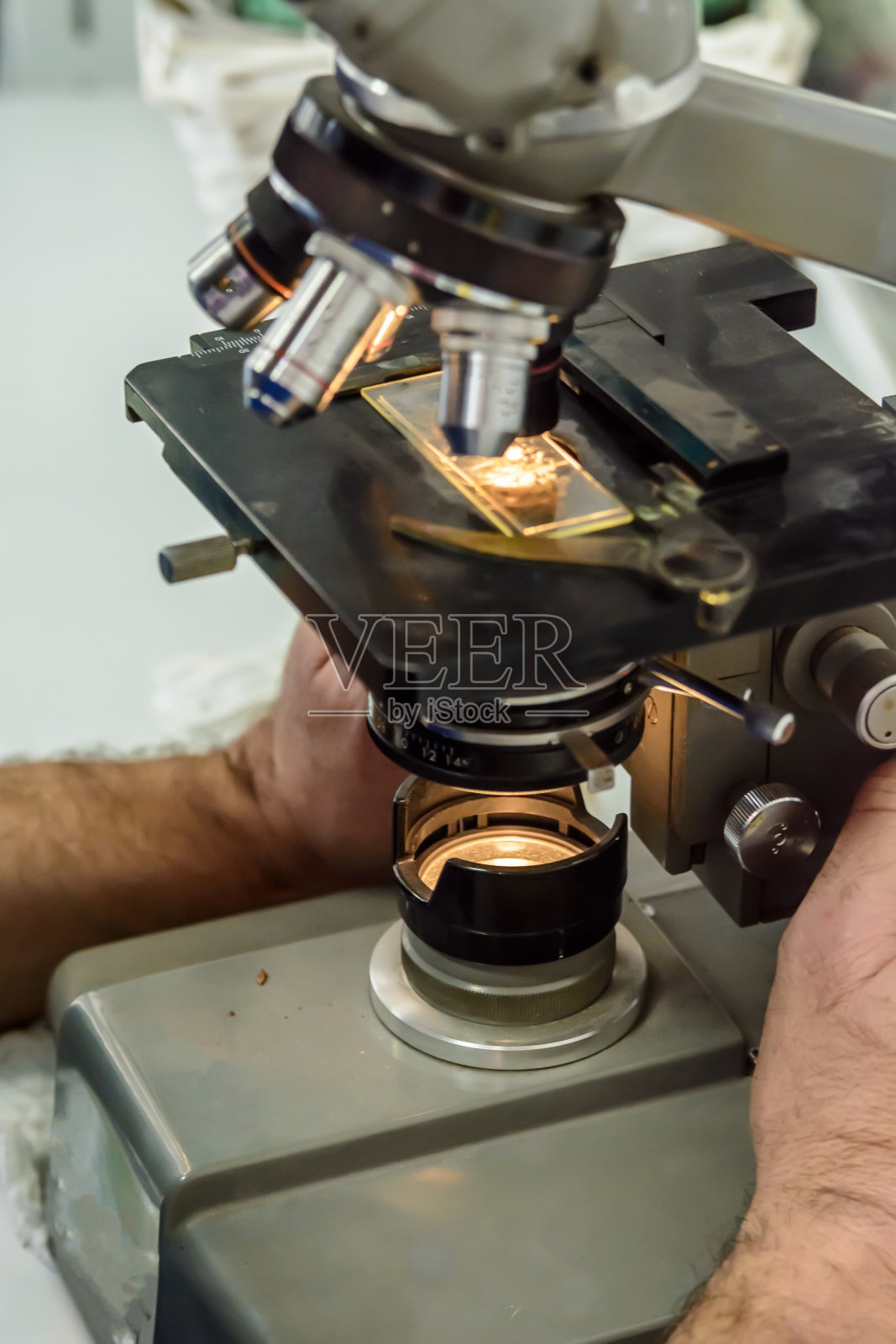 兽医正在使用显微镜分析样本照片摄影图片