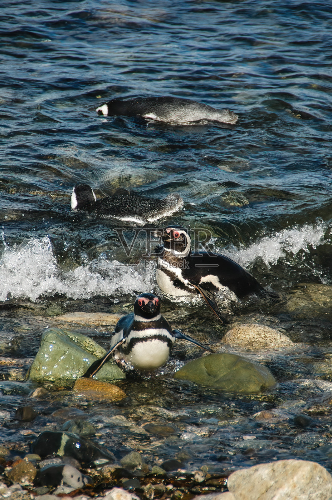 在智利麦哲伦海峡Magdalena岛上的麦哲伦企鹅。照片摄影图片