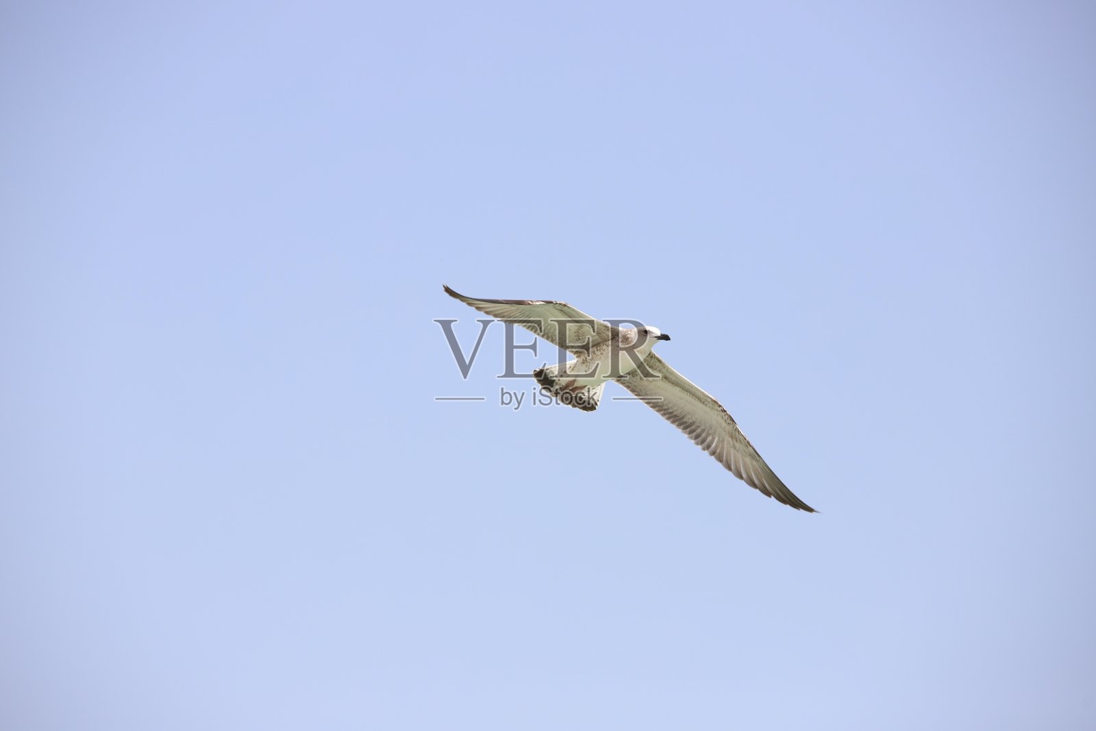 阿曼的海鸥照片摄影图片