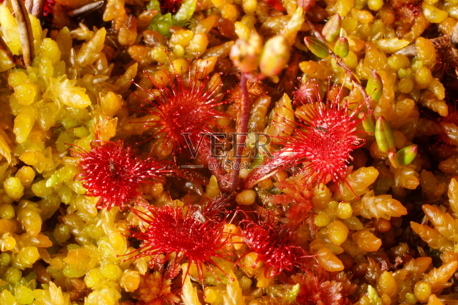 生长于挪威北部泥炭藓的圆叶茅膏菜照片摄影图片